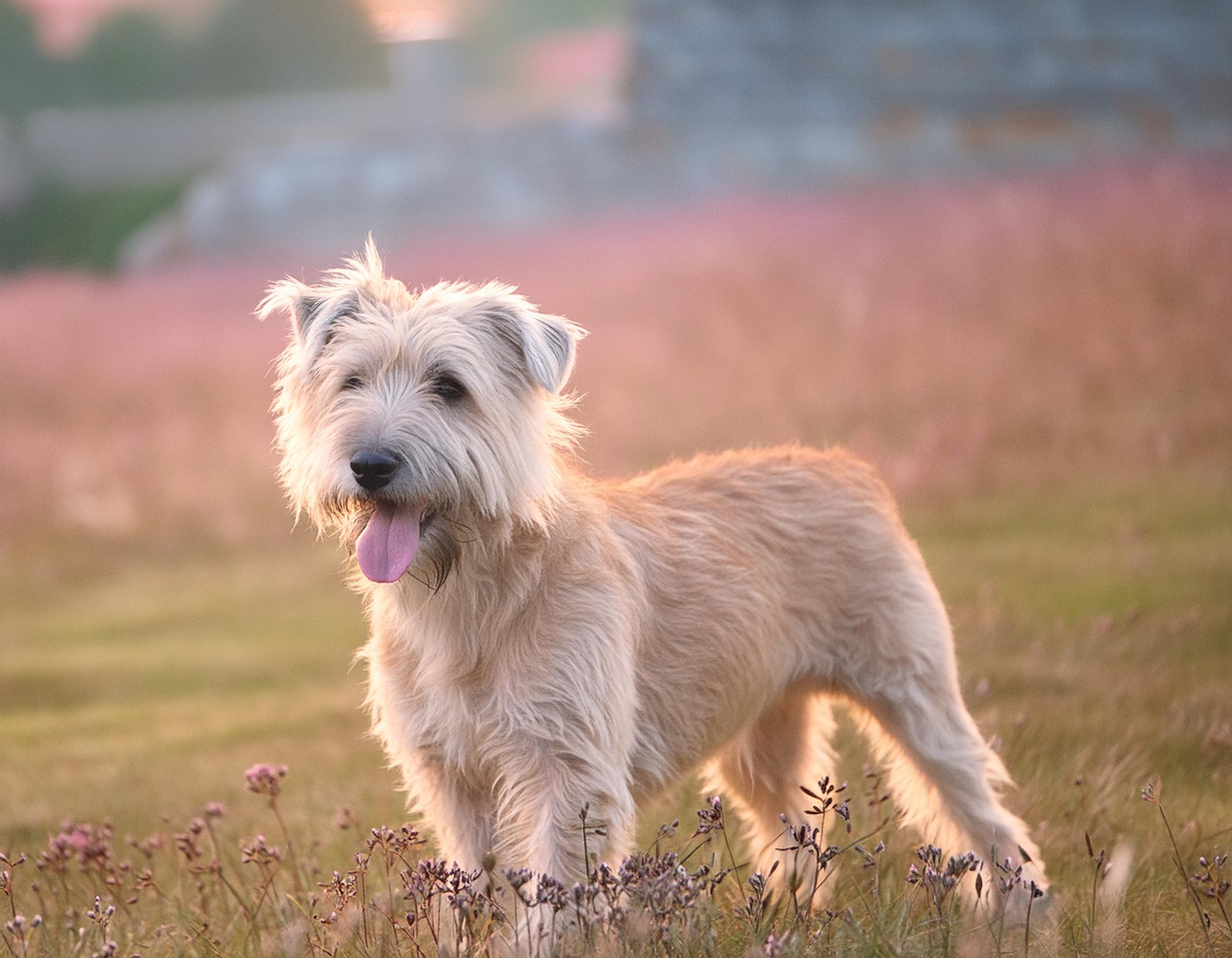 Irish glen of imaal terrier