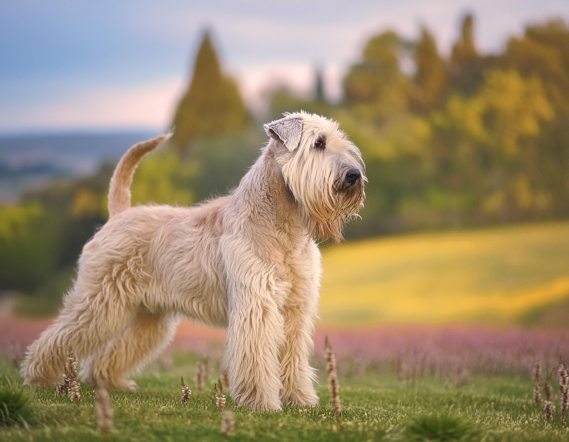 Irish softcoated wheaten terrier