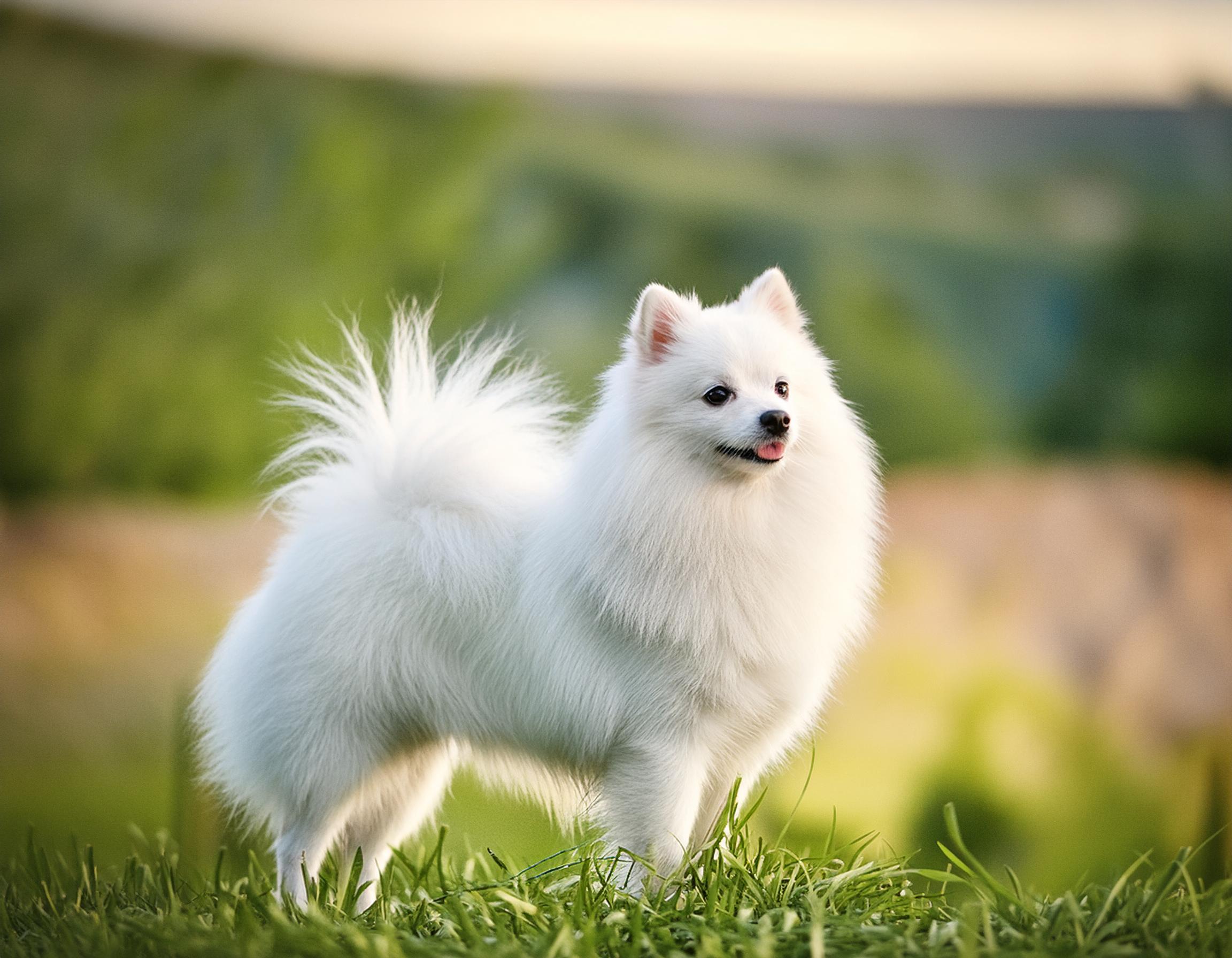 Japansk spets