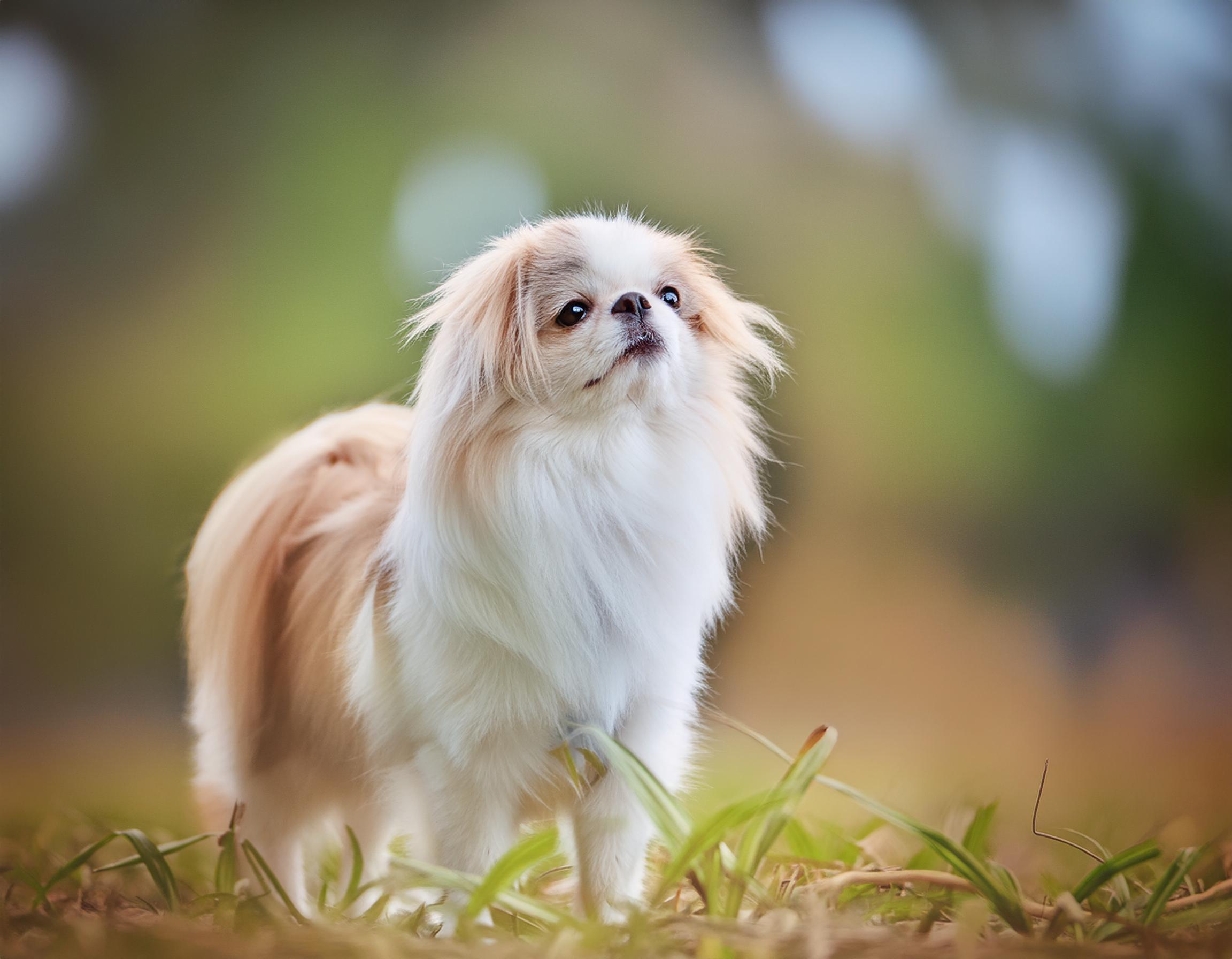 Japanese chin