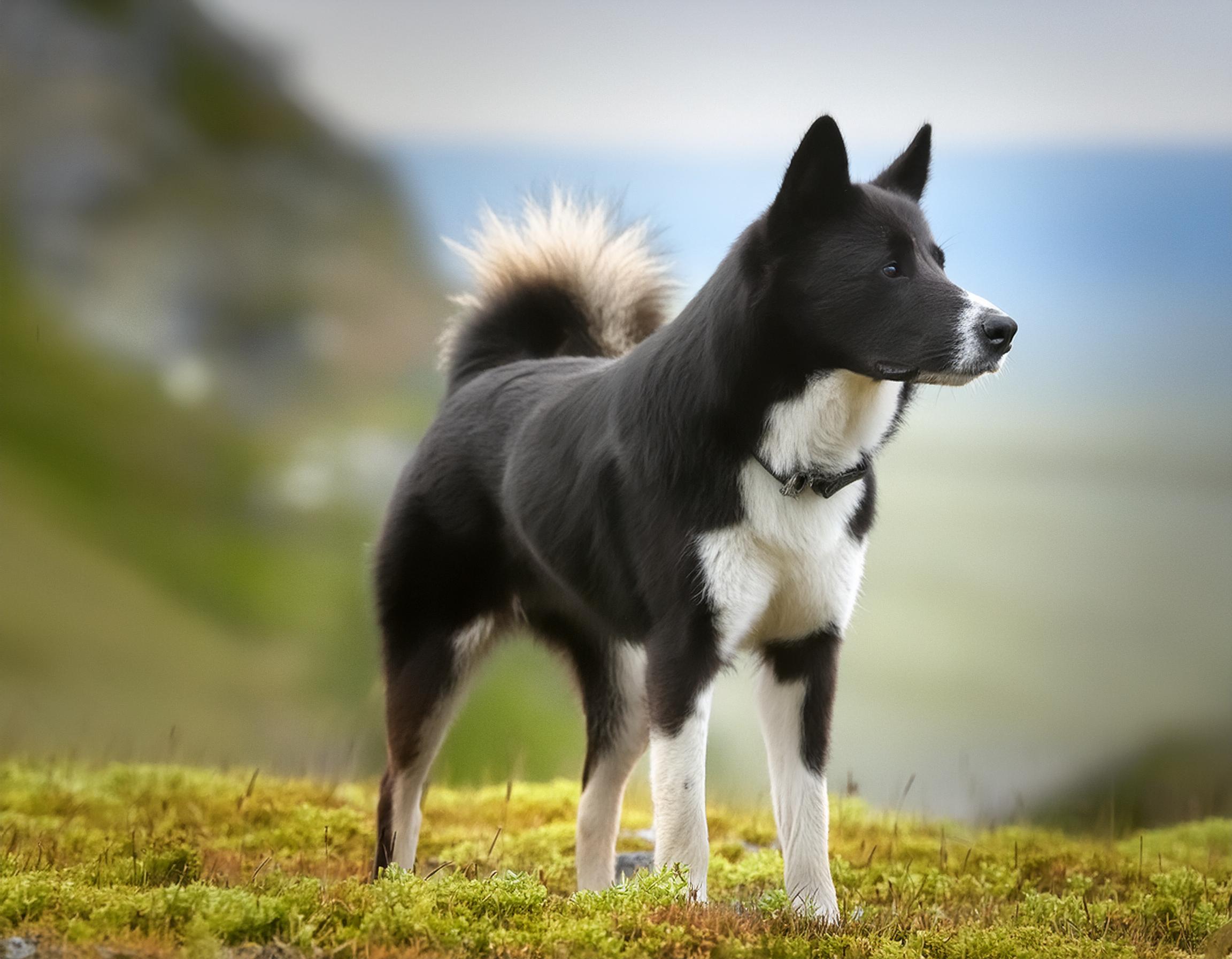 Karelsk björnhund