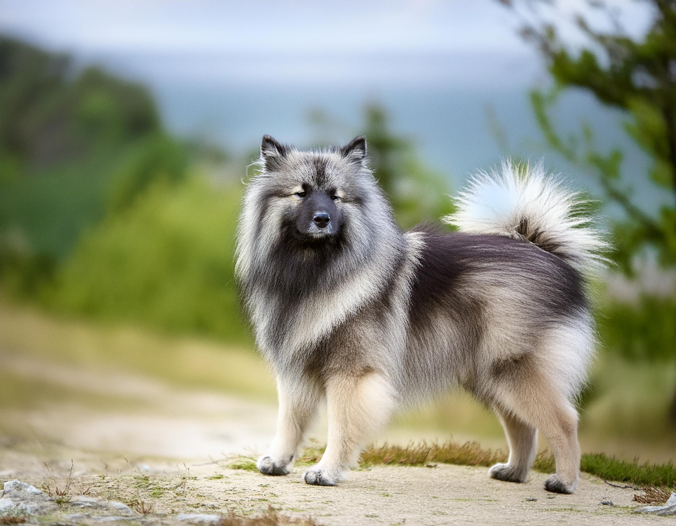Keeshond