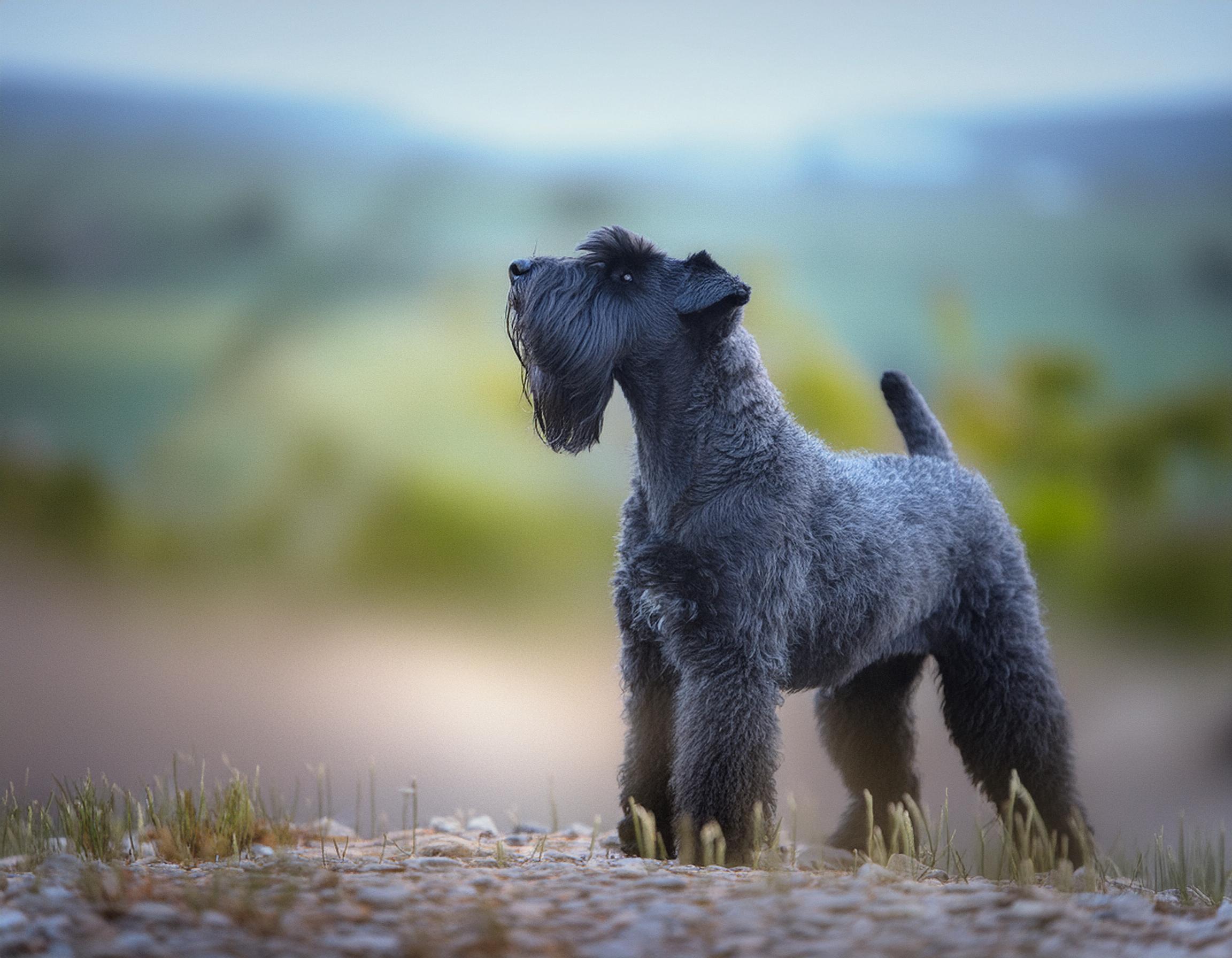 Kerry blue terrier
