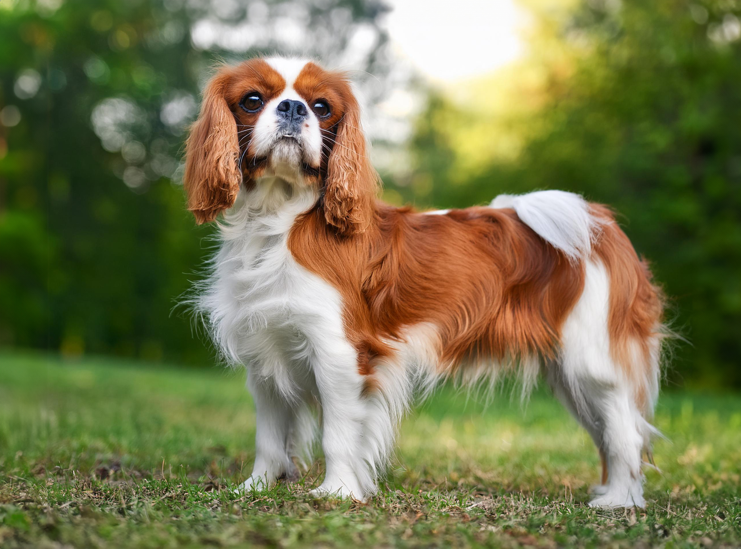 King charles spaniel