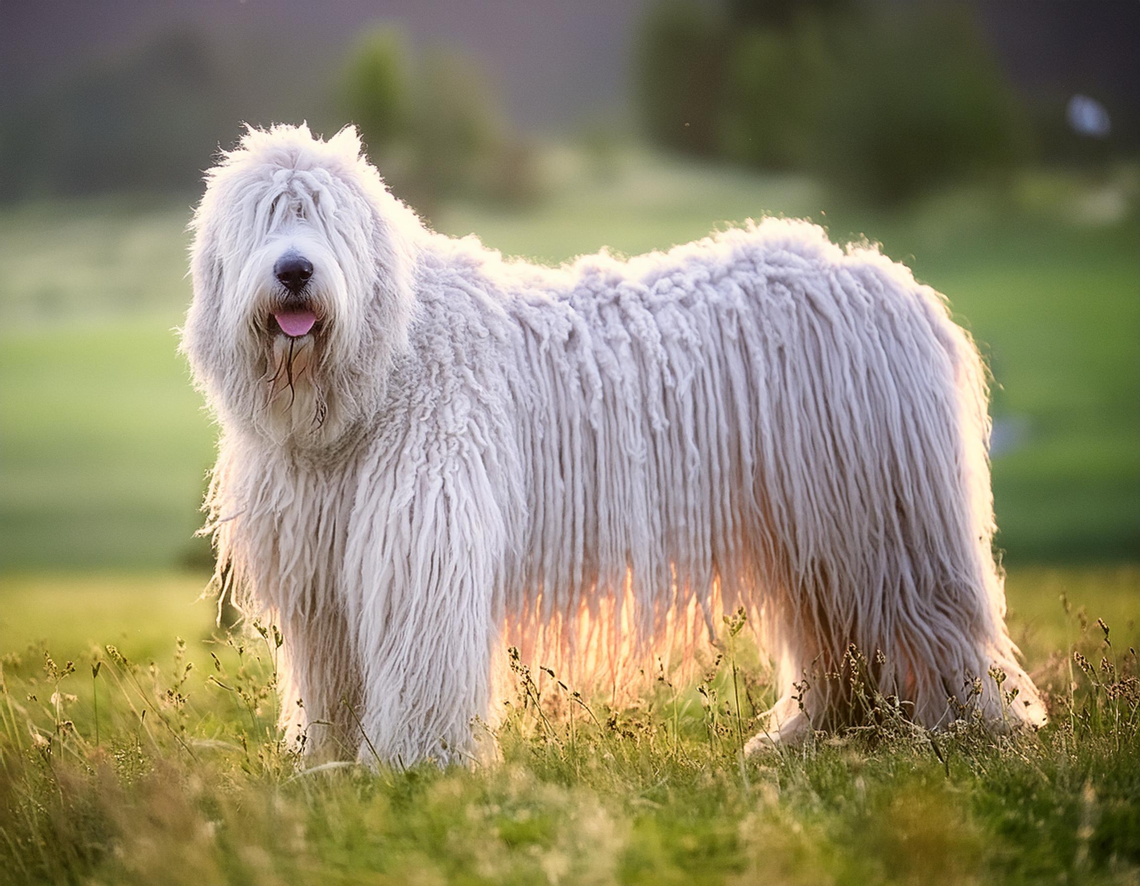Komondor