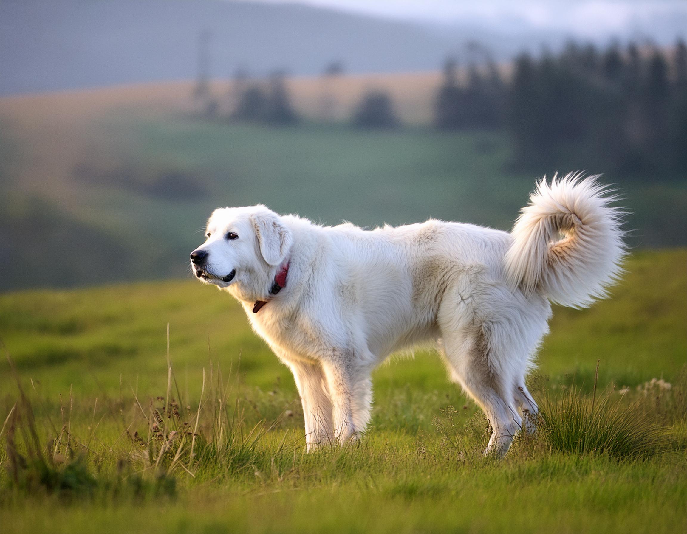 Kuvasz