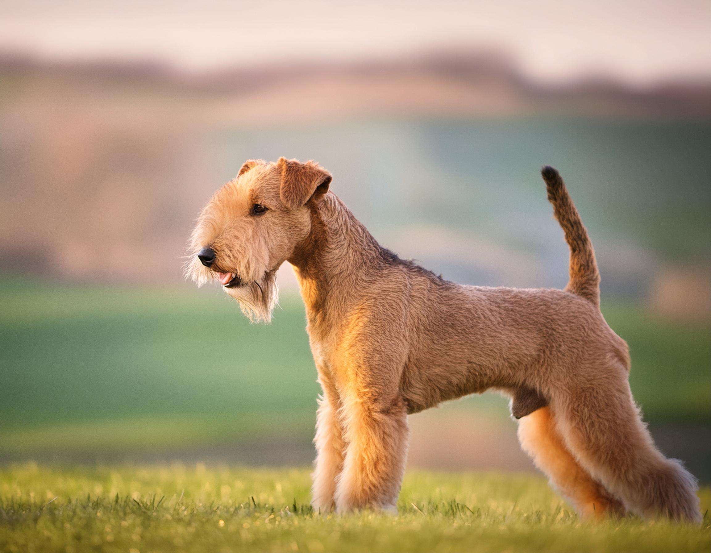 Lakelandterrier