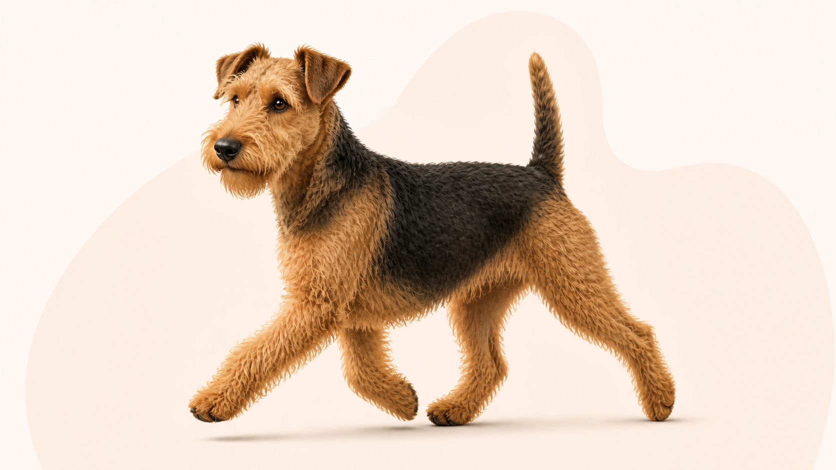 Lakelandterrier