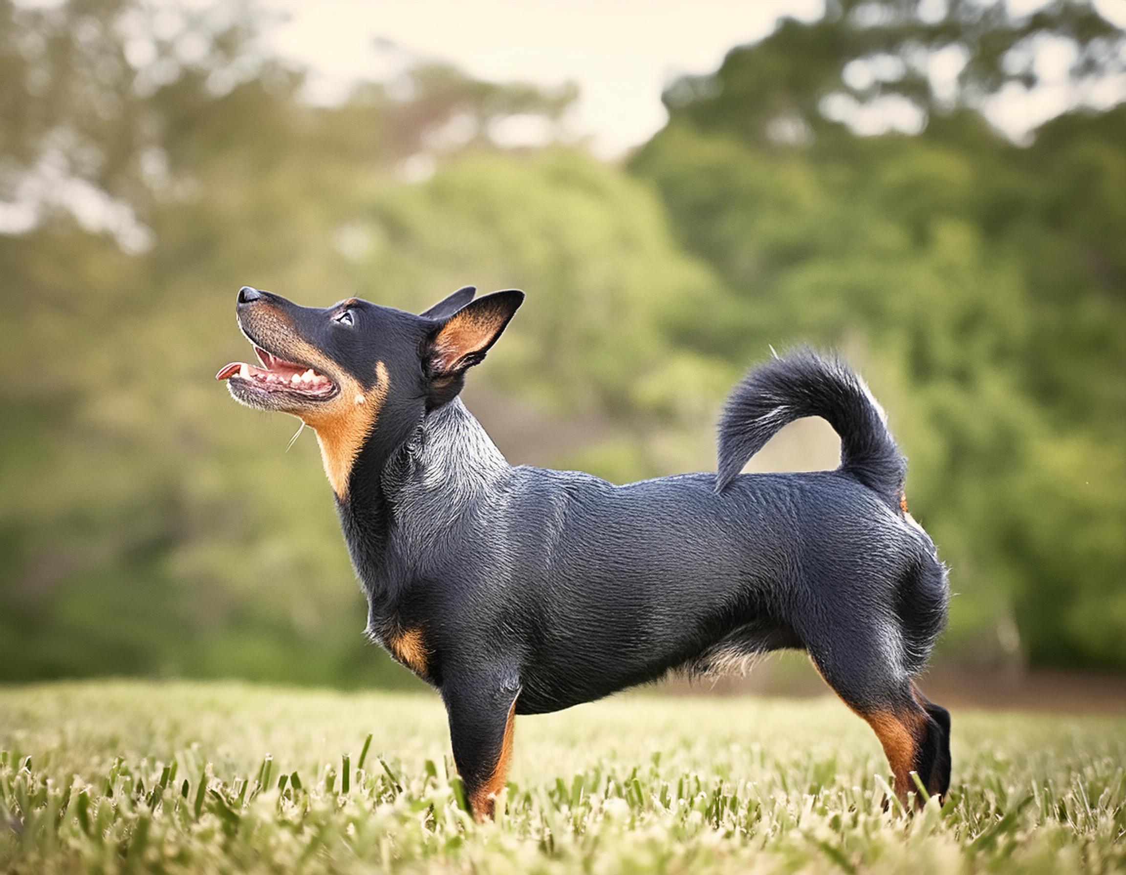 Lancashire heeler