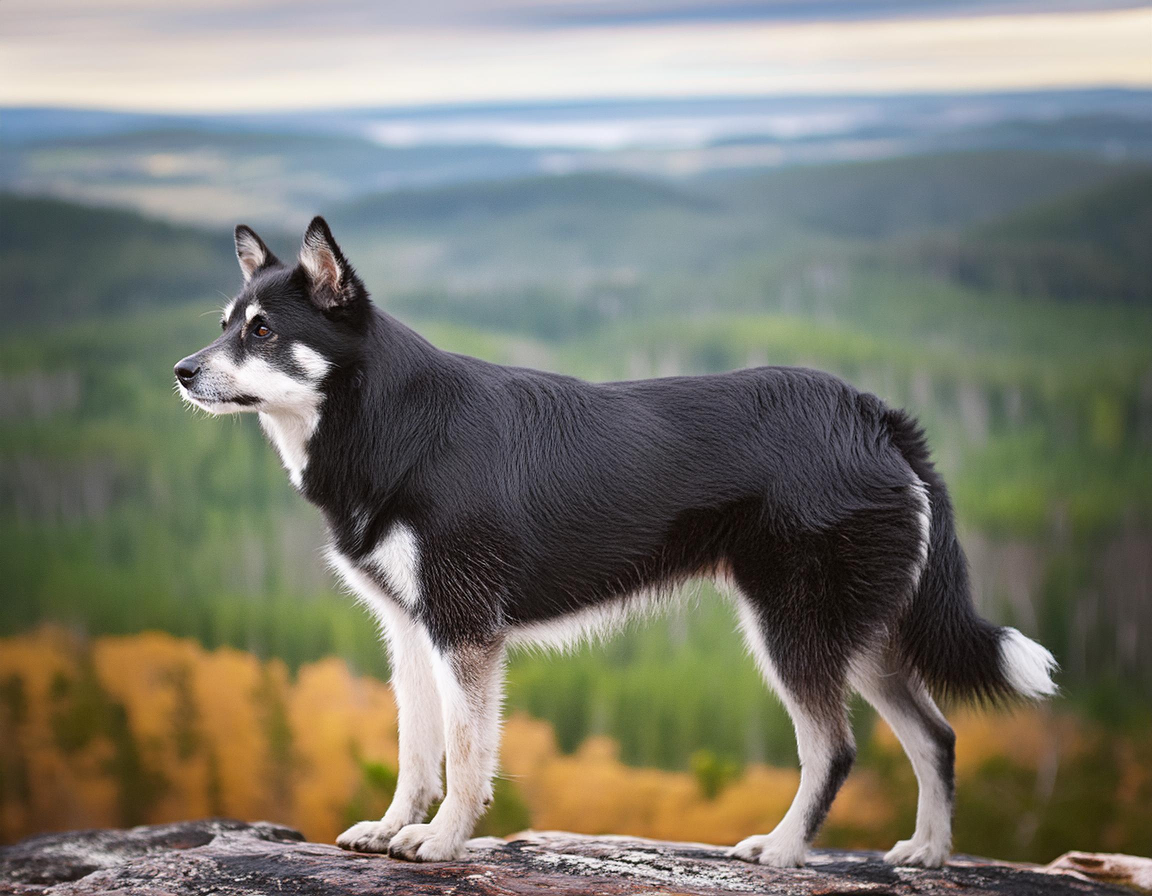 Lapsk vallhund