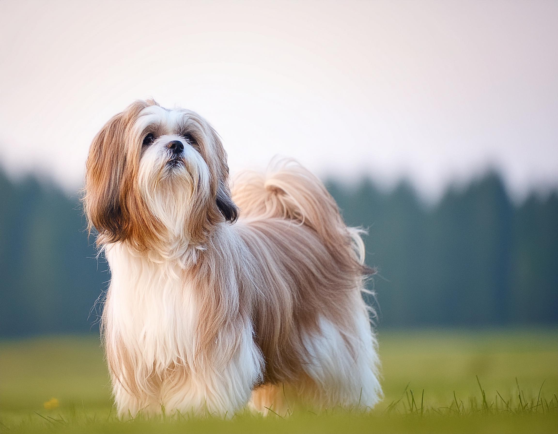 Lhasa apso