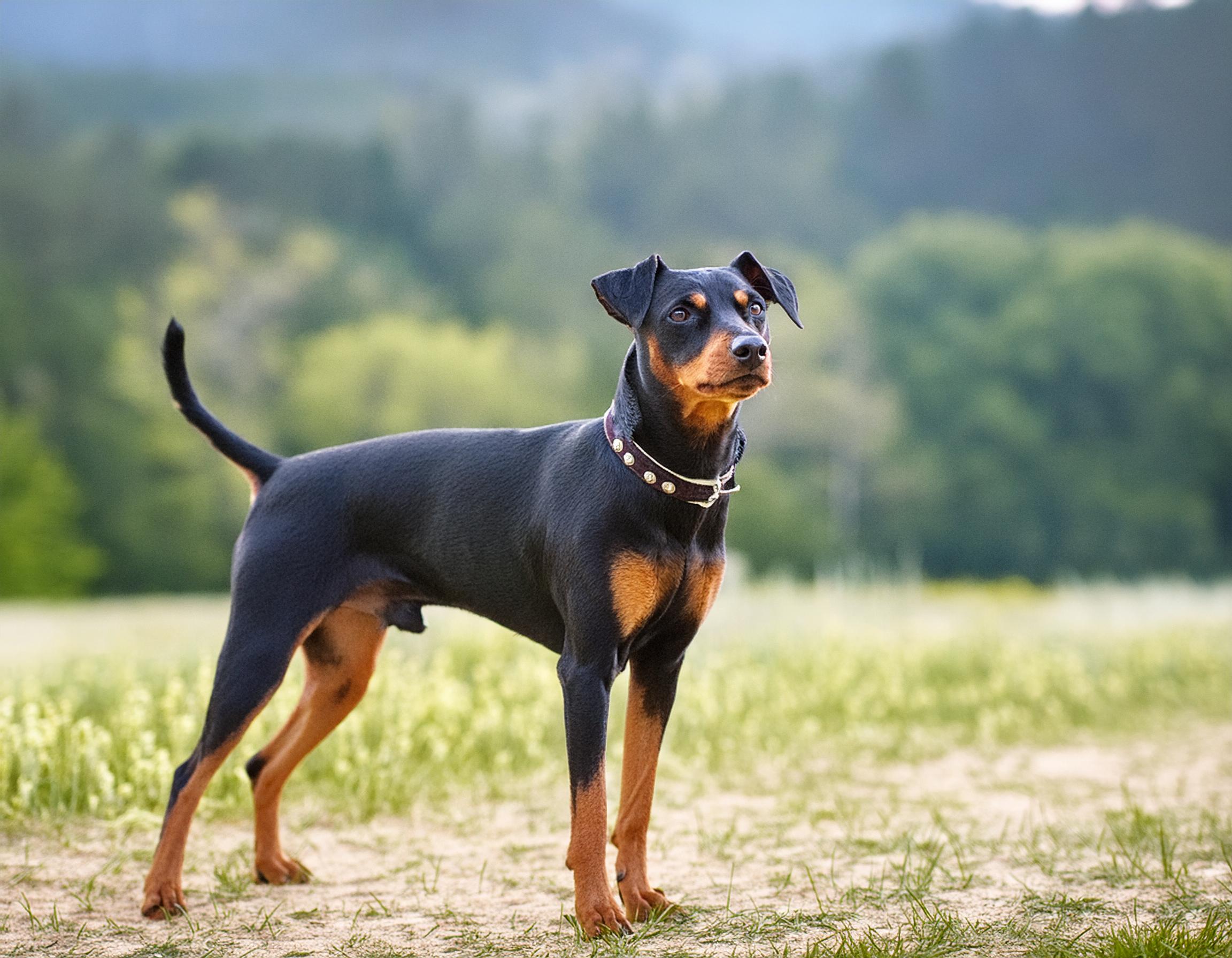 Manchesterterrier