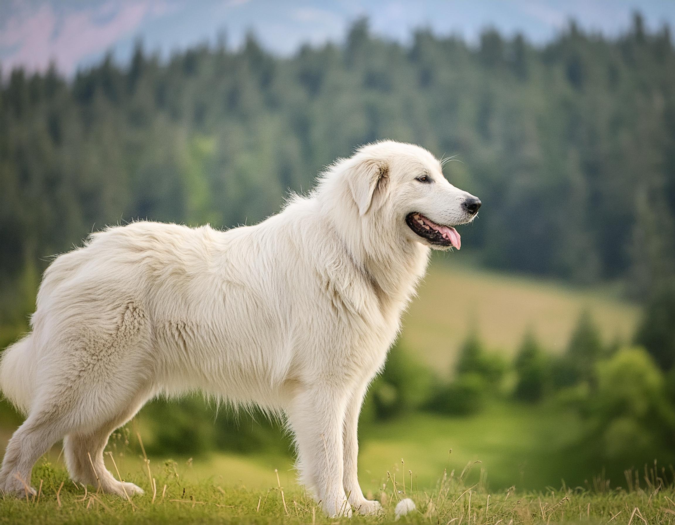Maremmano abruzzese