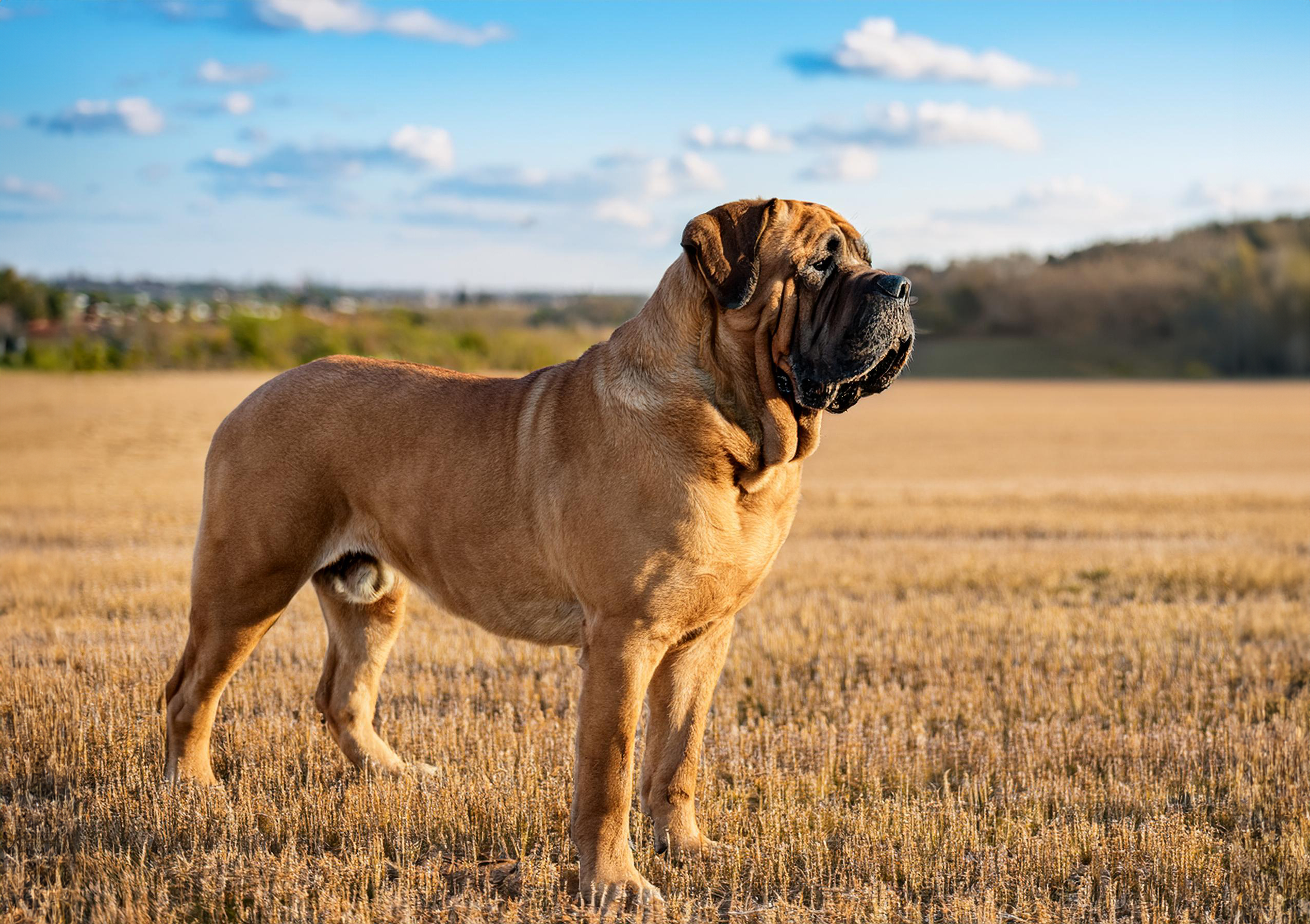 Mastiff