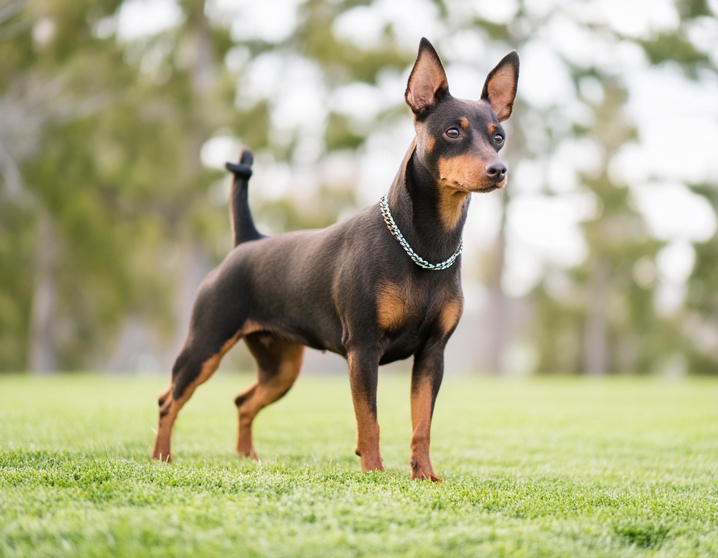 Dvärgpinscher