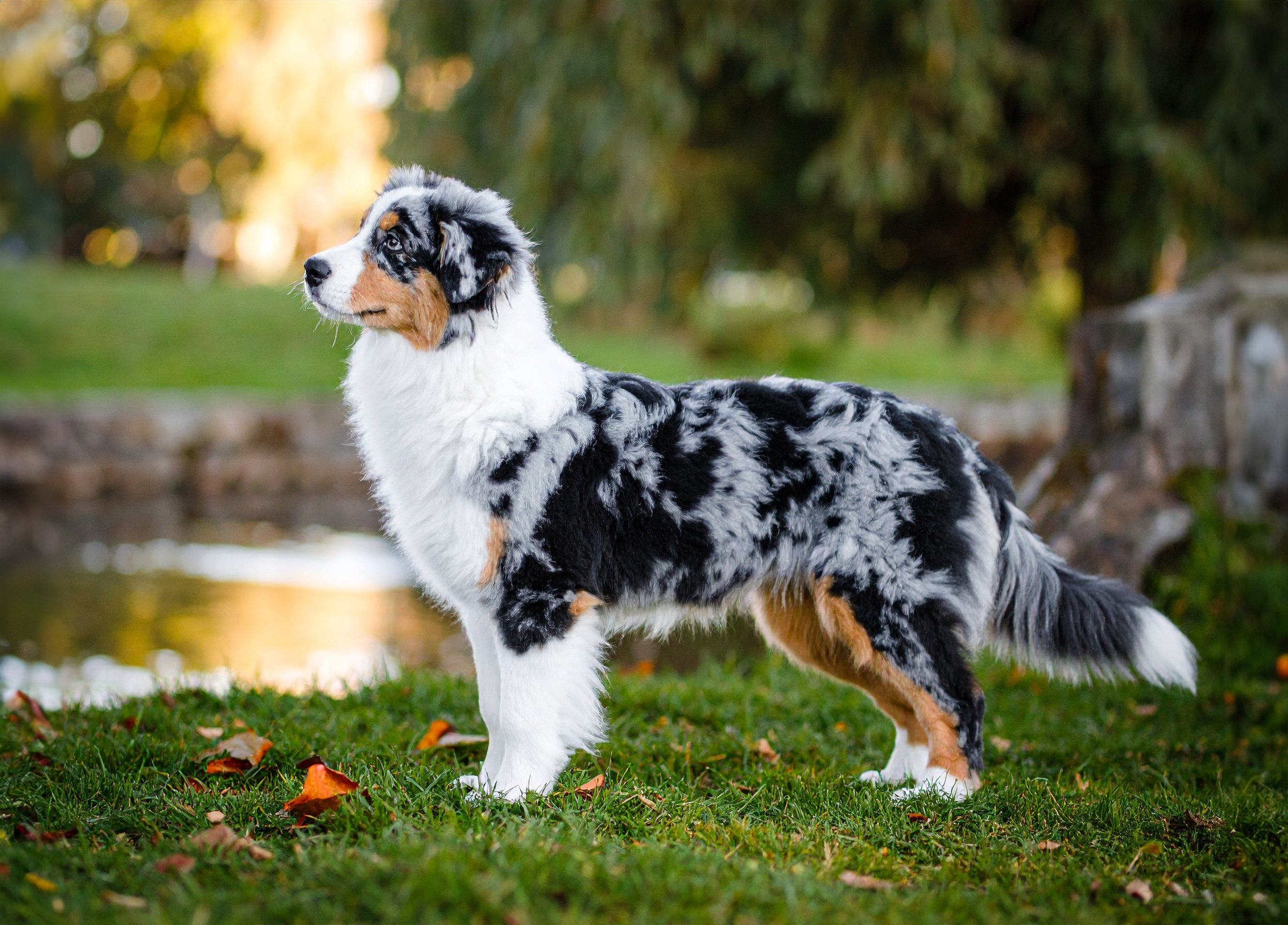 Miniature american shepherd