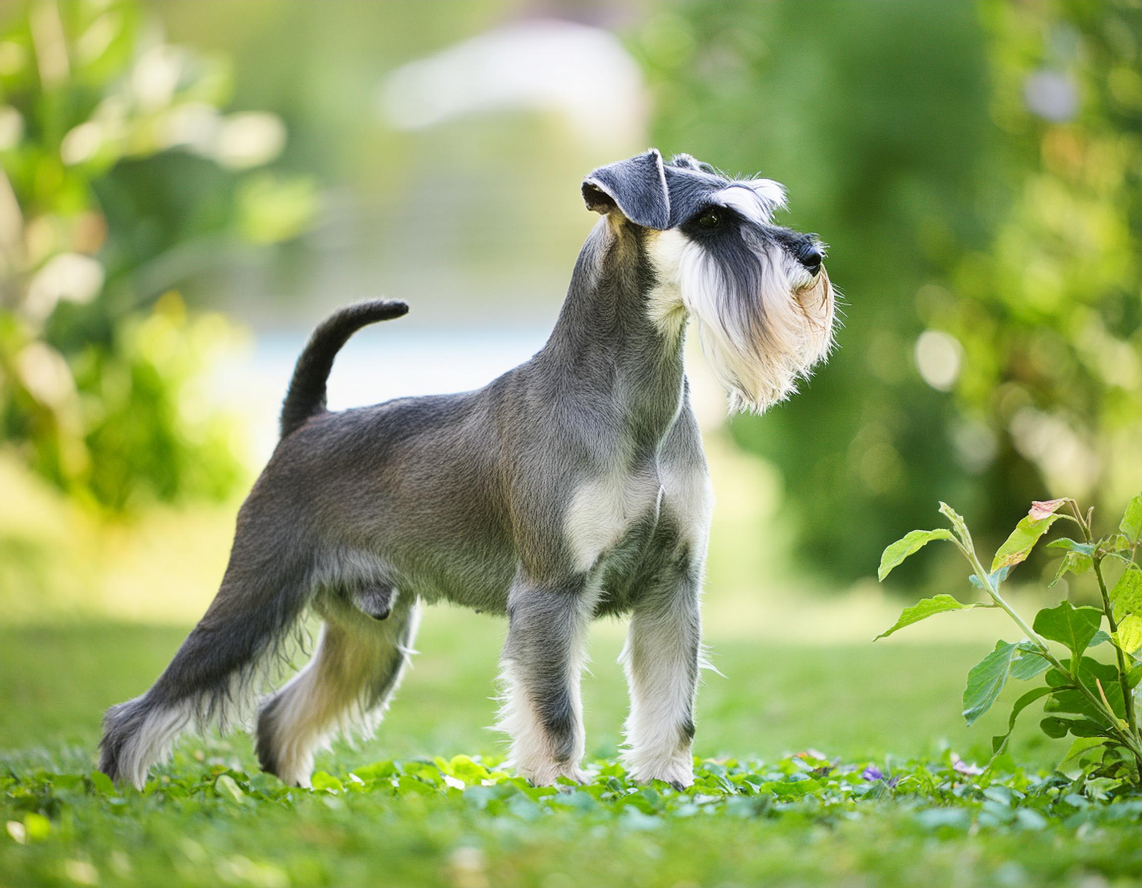 Dvärgschnauzer