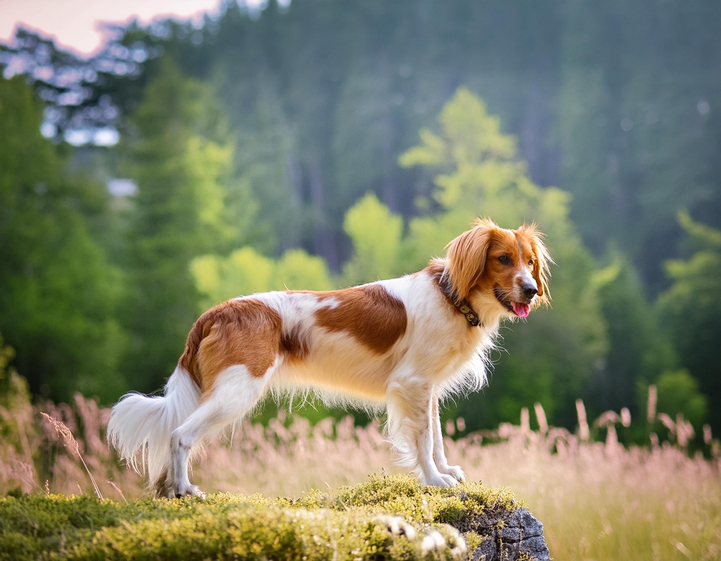 Nederlandse kooikerhondje