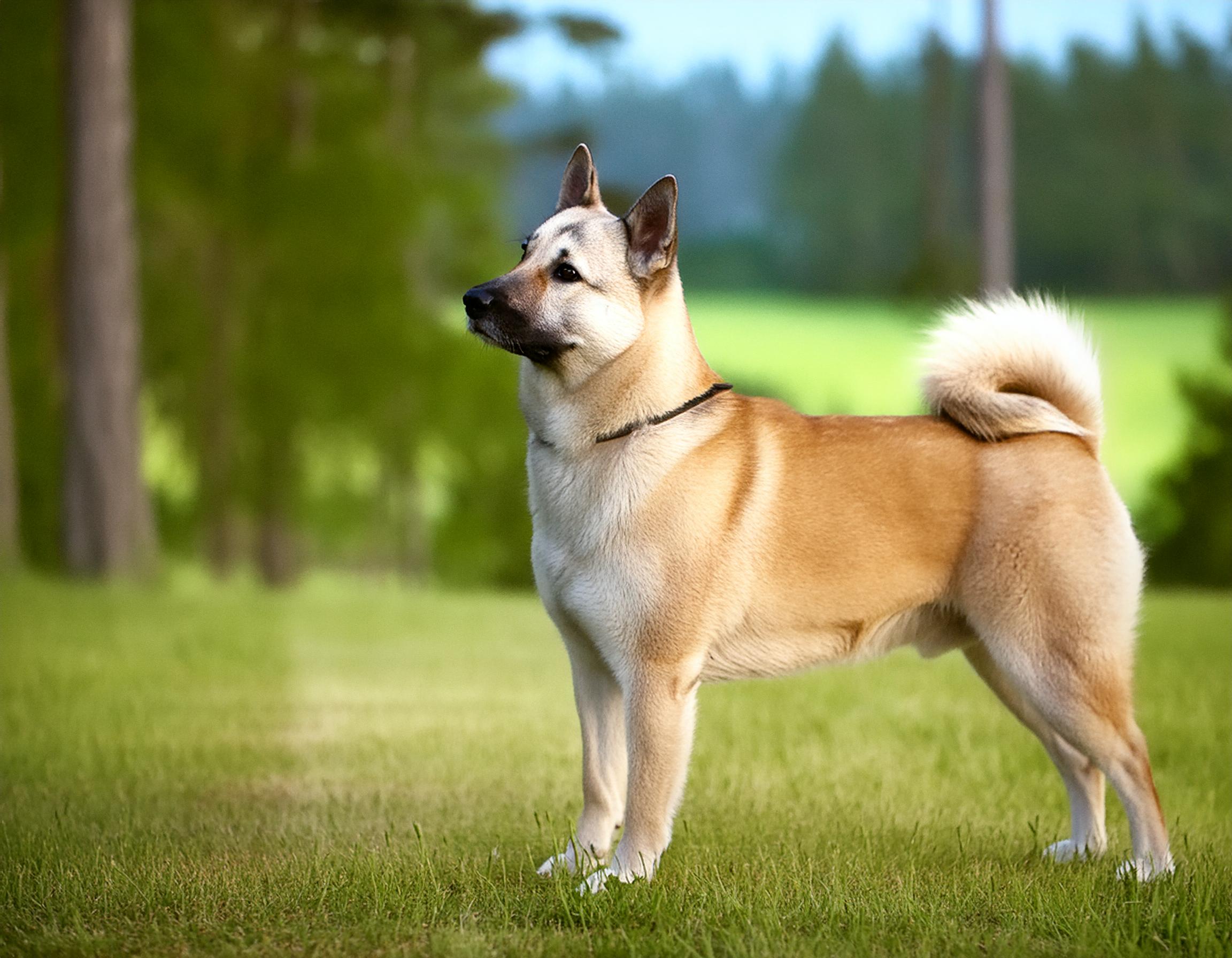 Norsk buhund