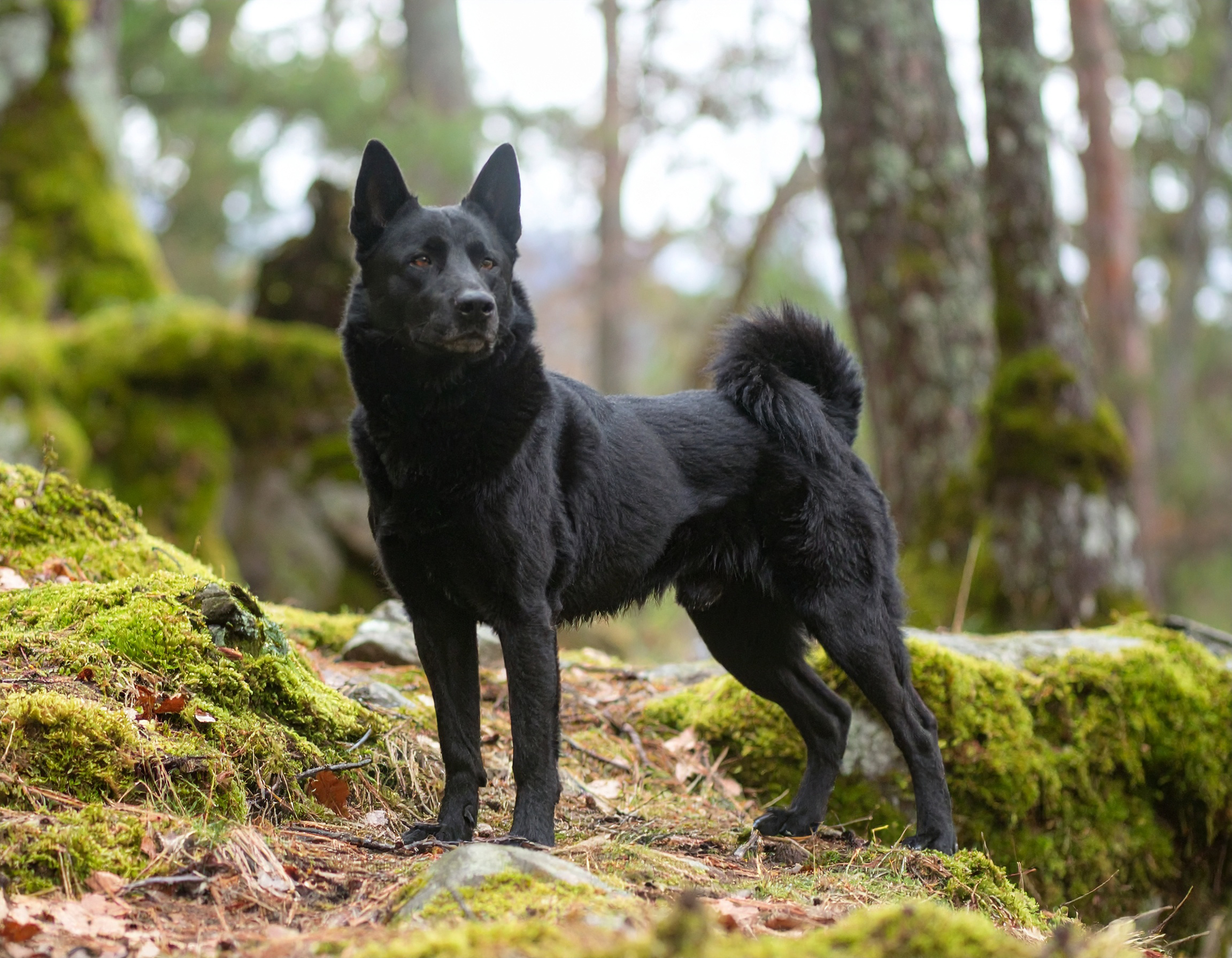 Norsk älghund, svart