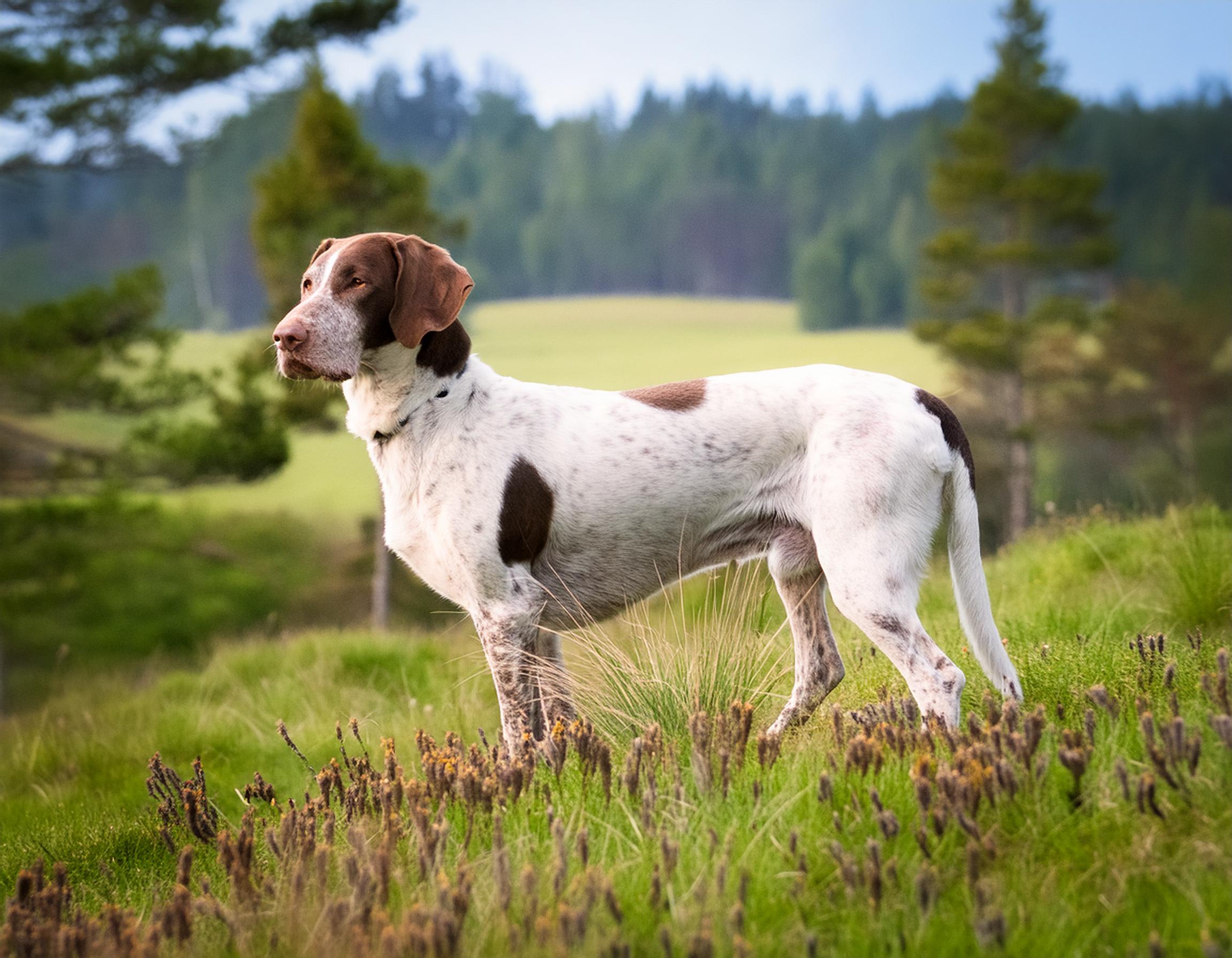 Gammel dansk hönsehund