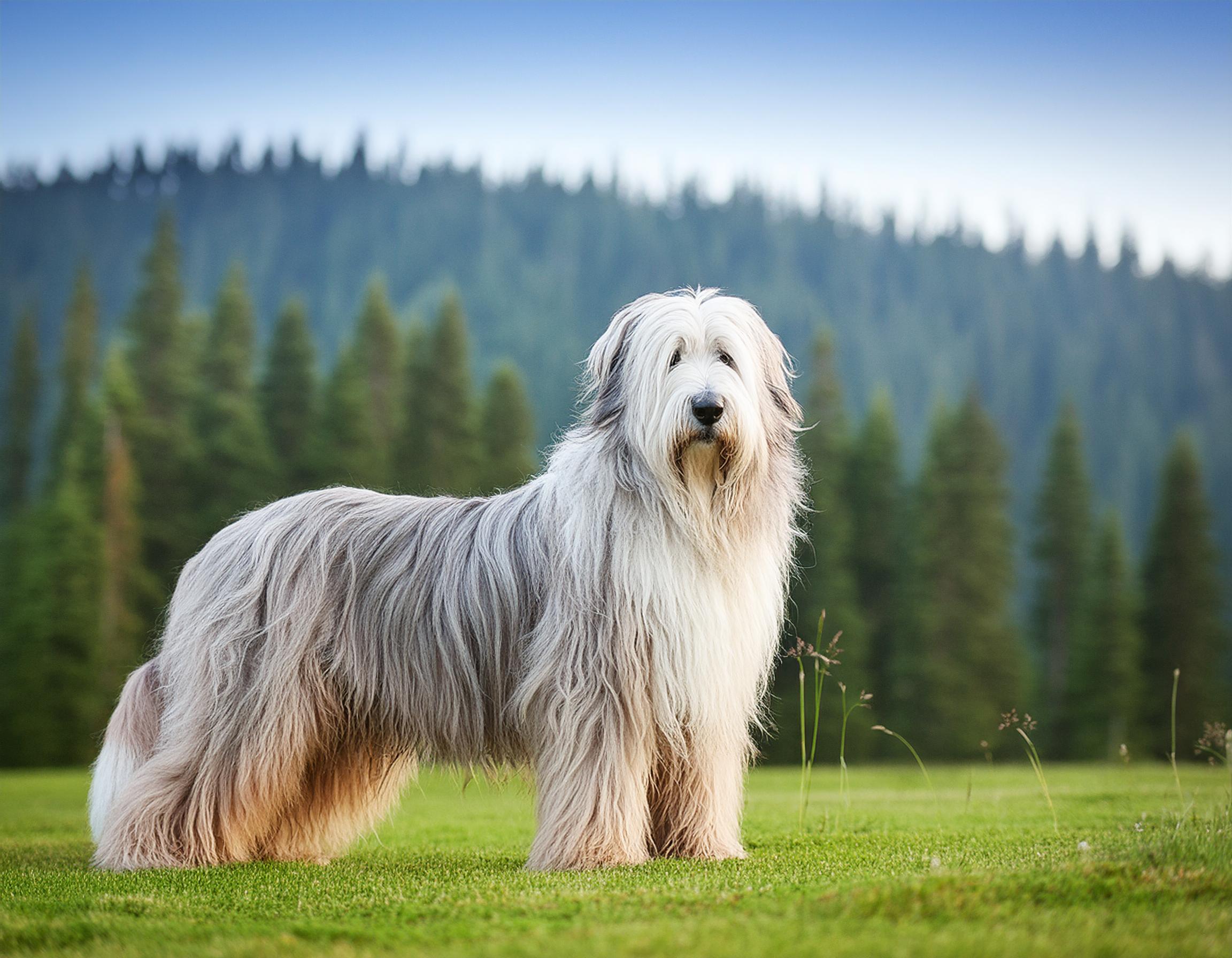 Old english sheepdog