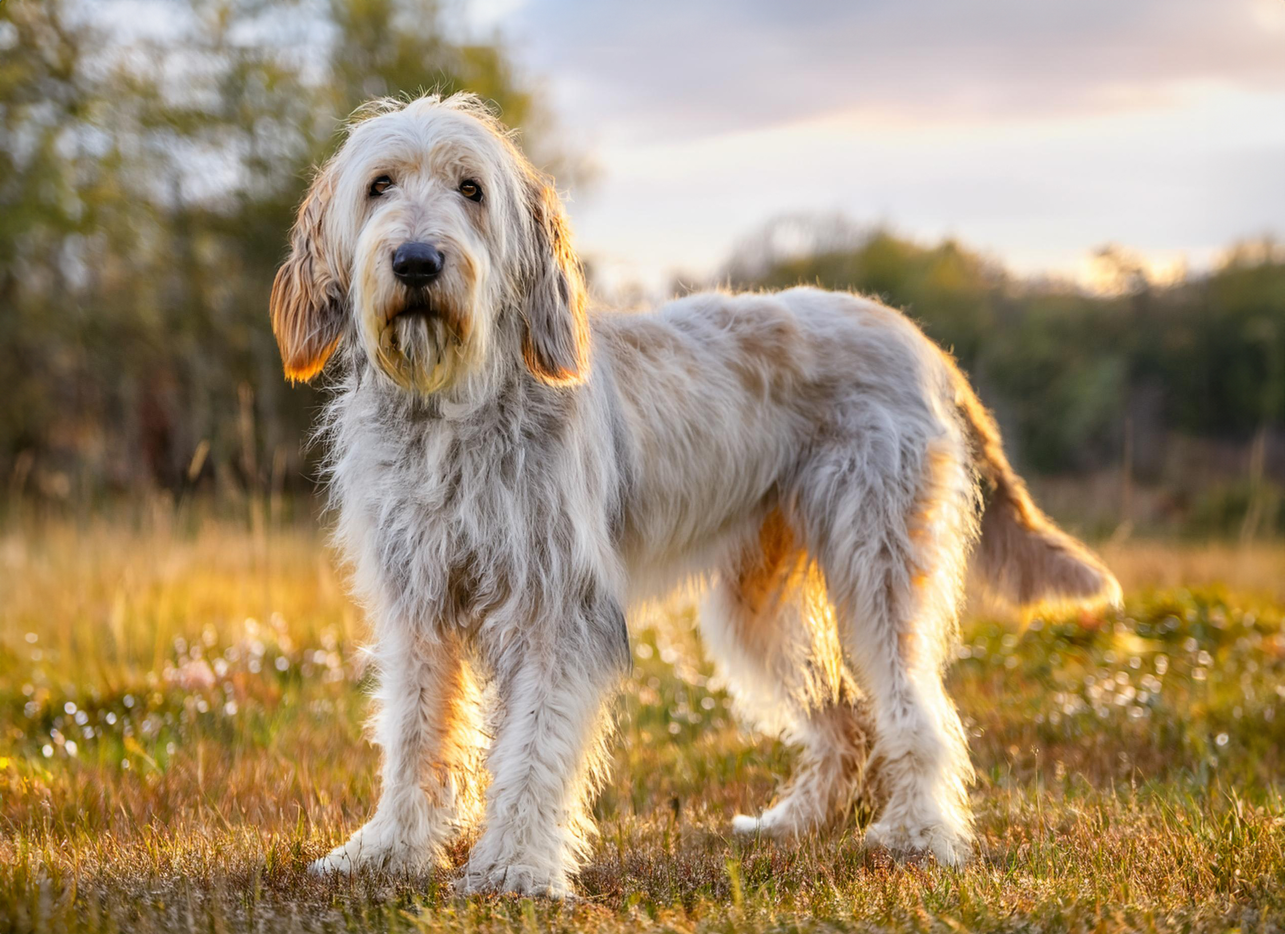 Otterhound
