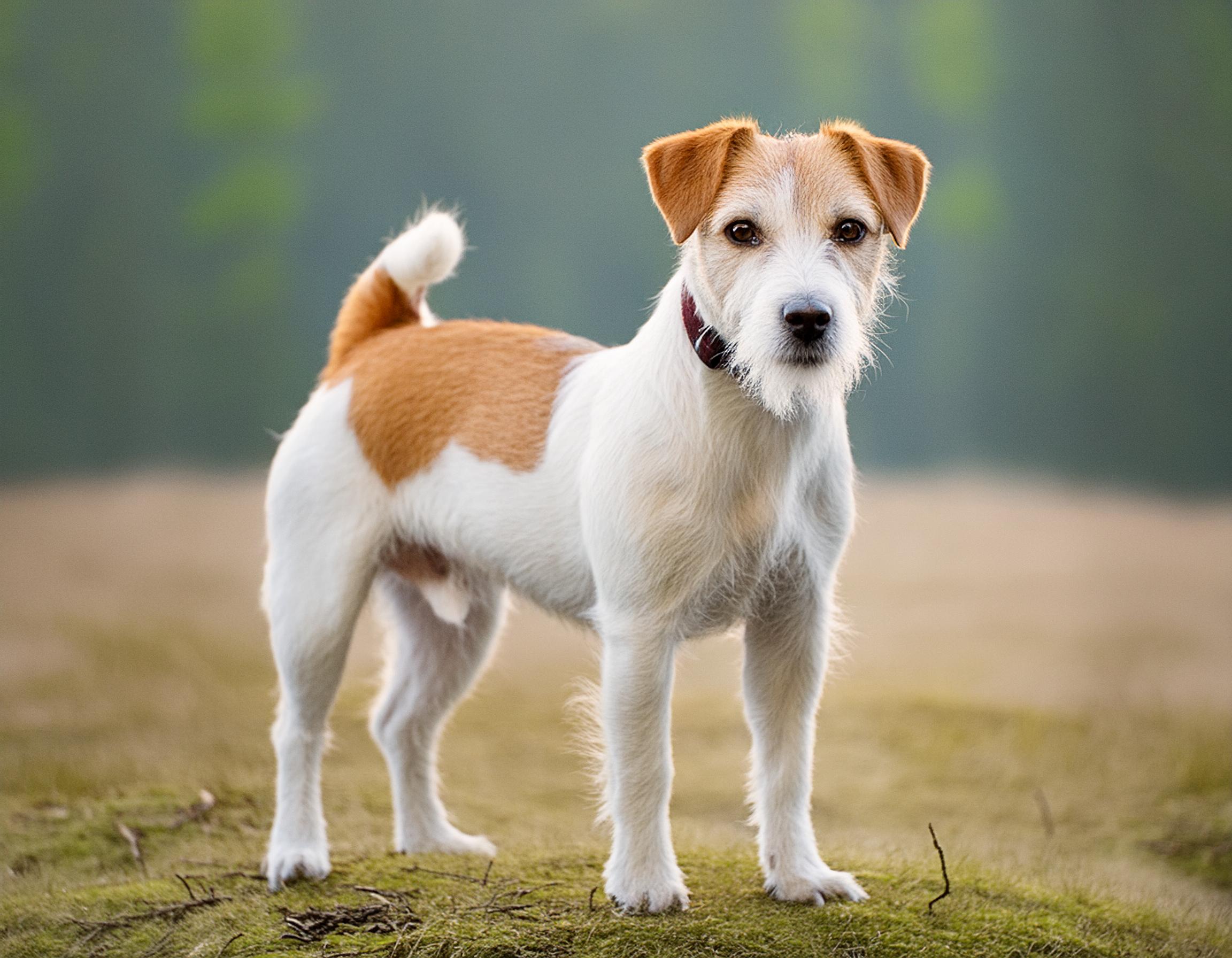 Parson russell terrier