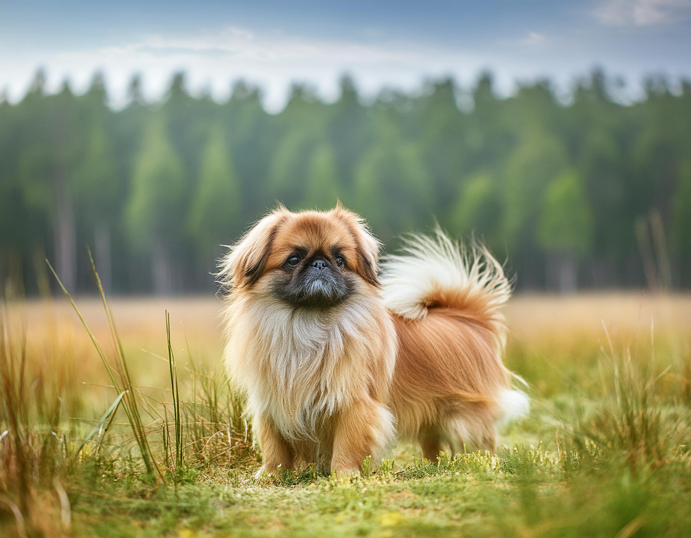 Pekingese