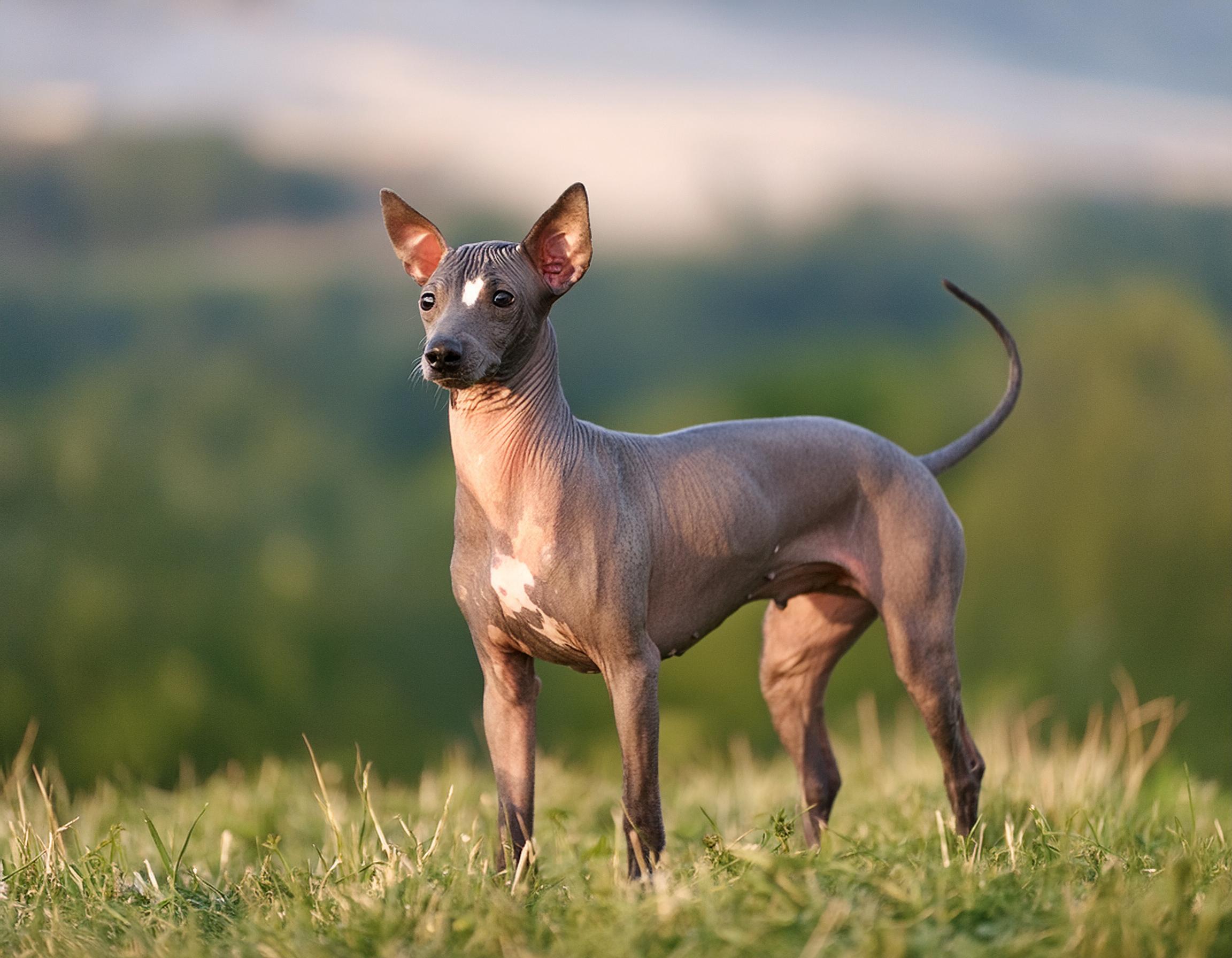 Perro sin pelo del perú, pequeno