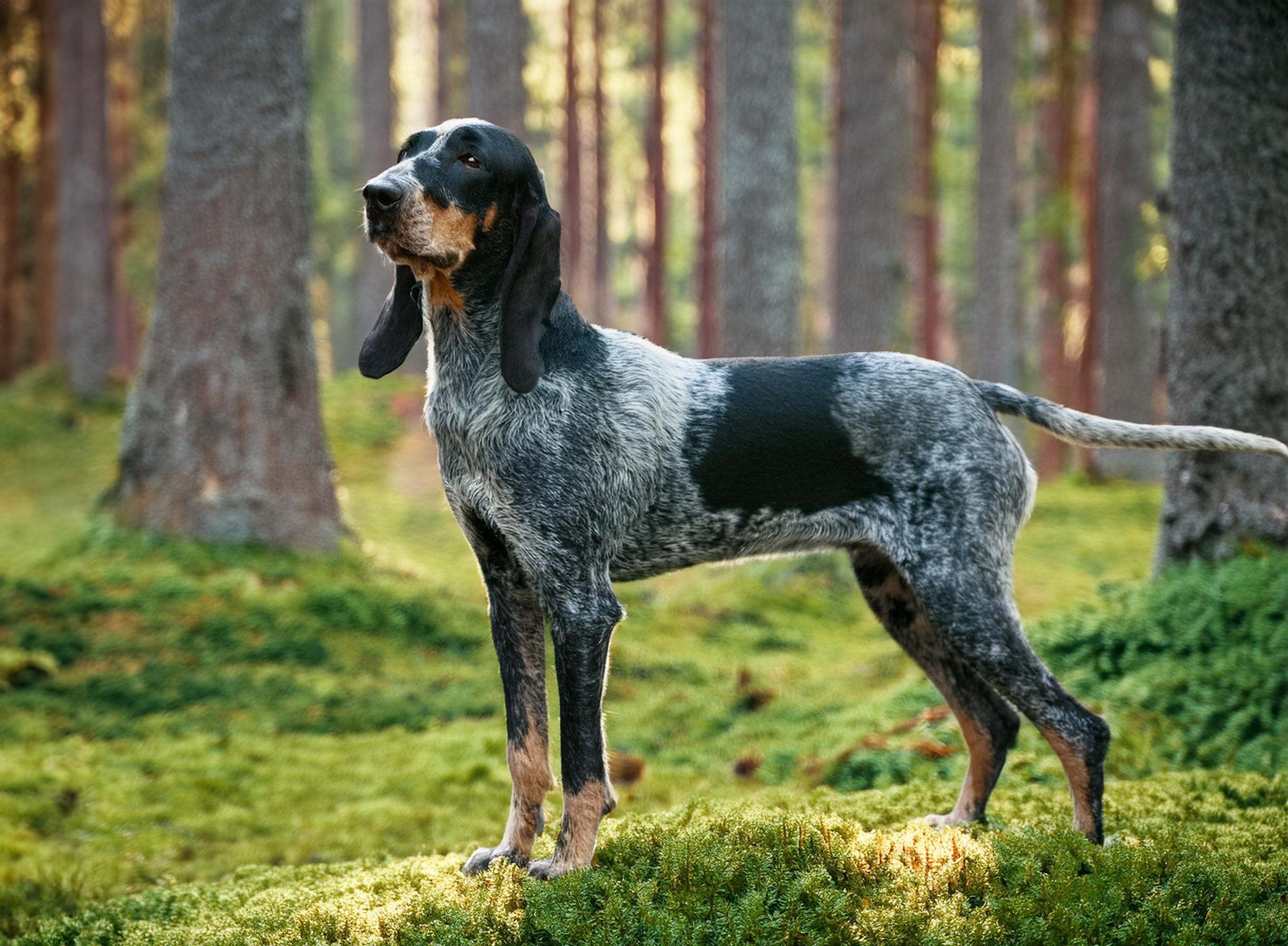 Petit bleu de gascogne