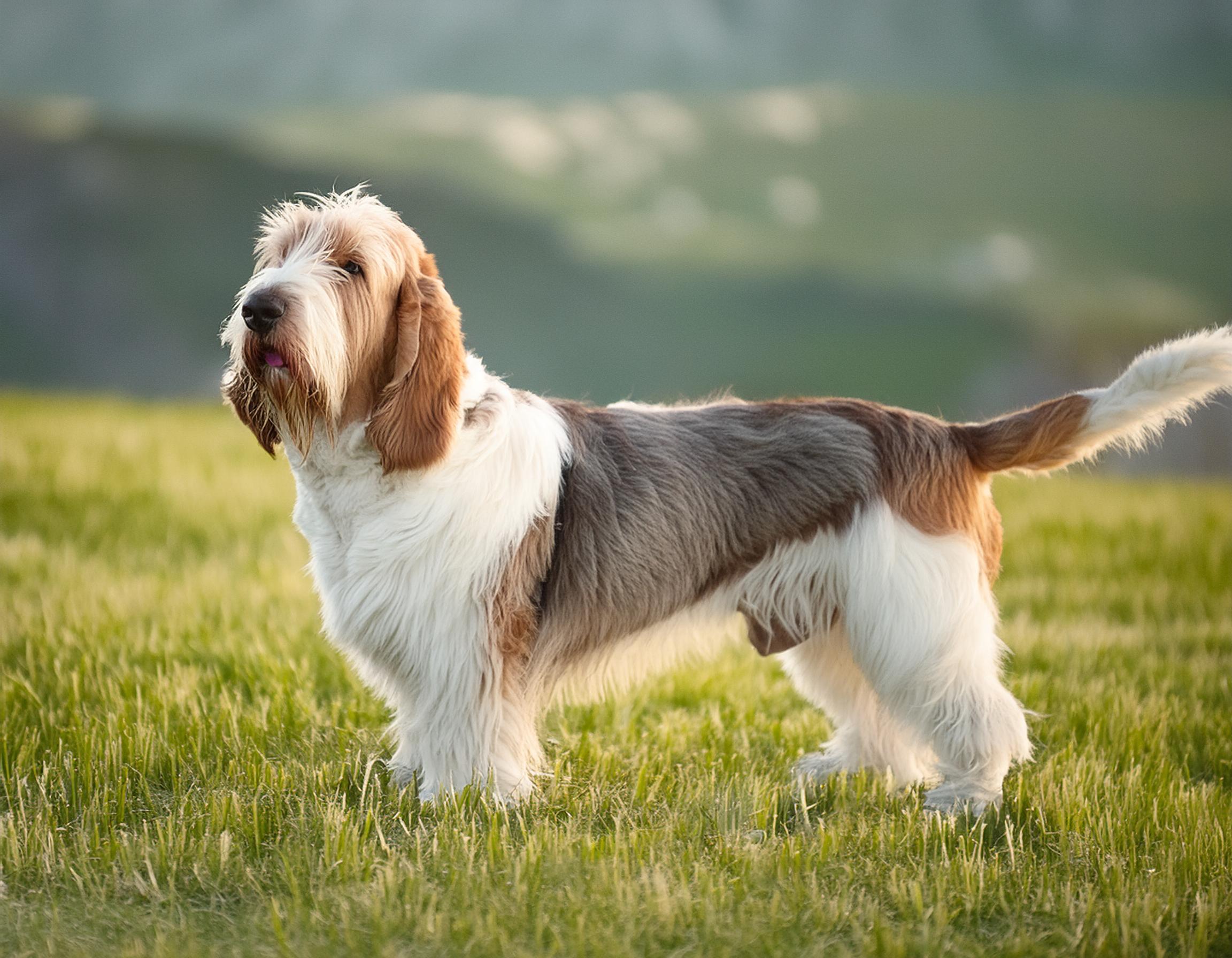Petit basset griffon vendéen