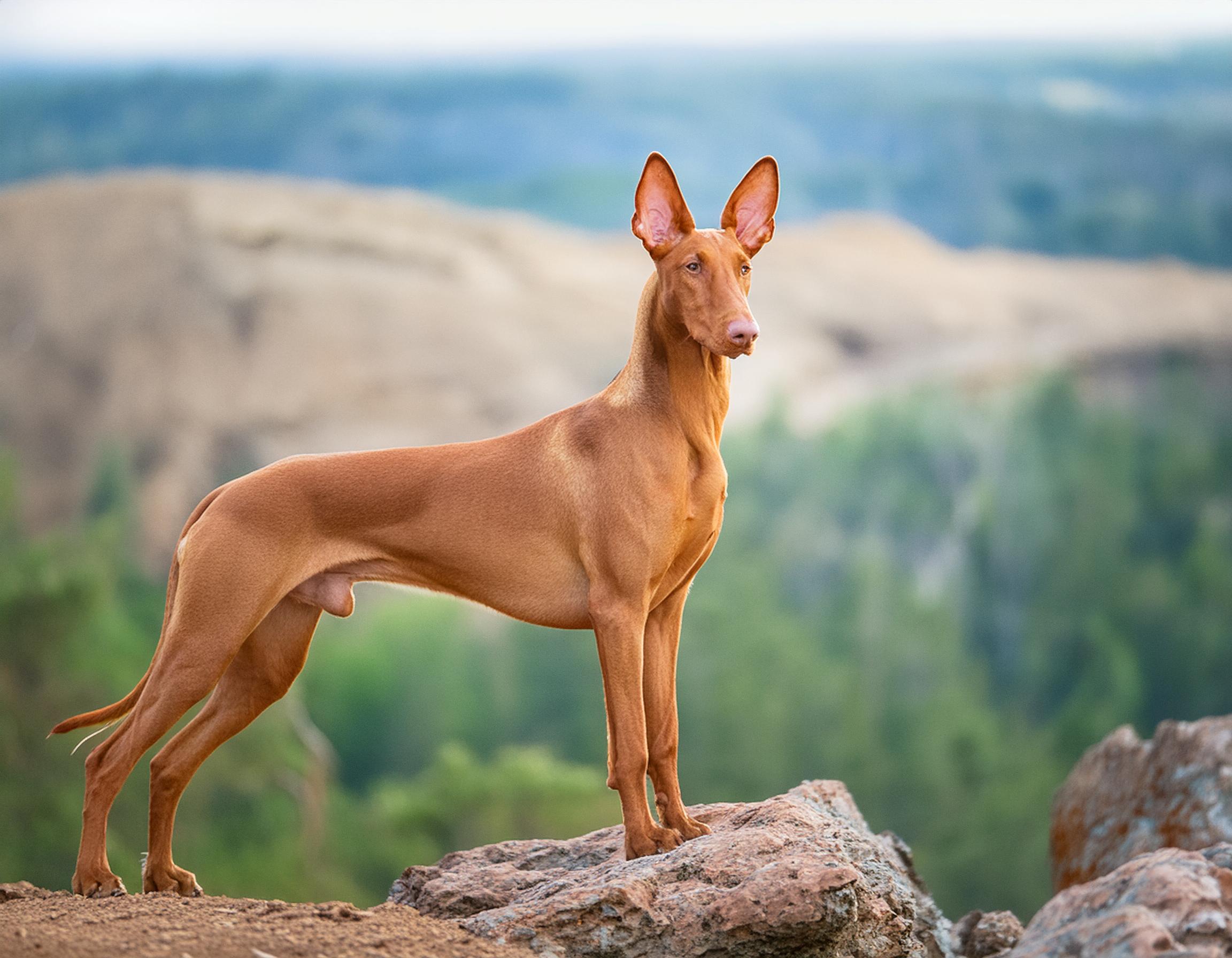 Faraohund