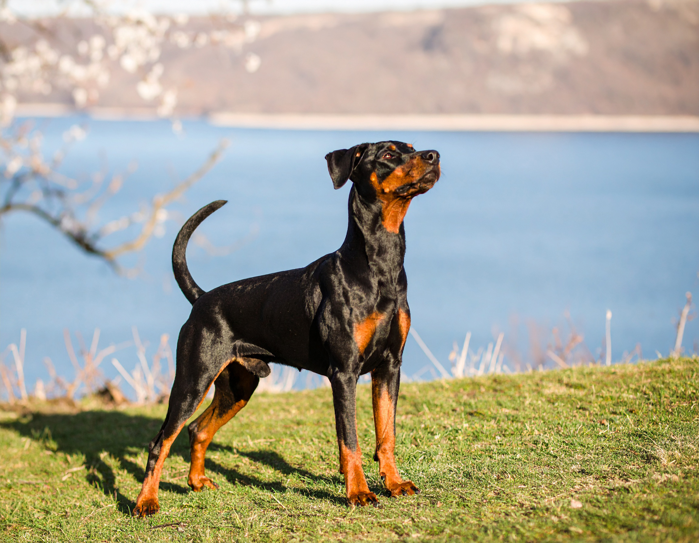 Pinscher