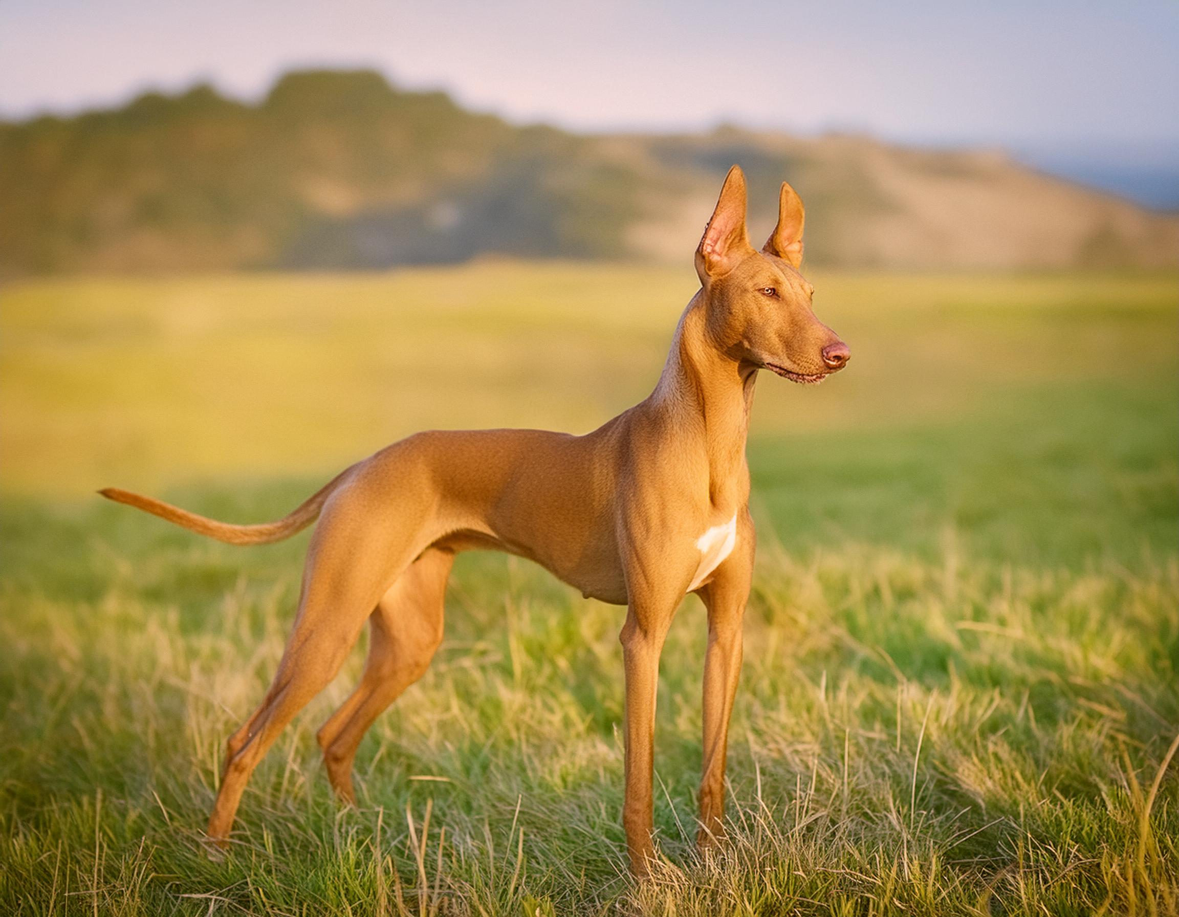 Podenco canario