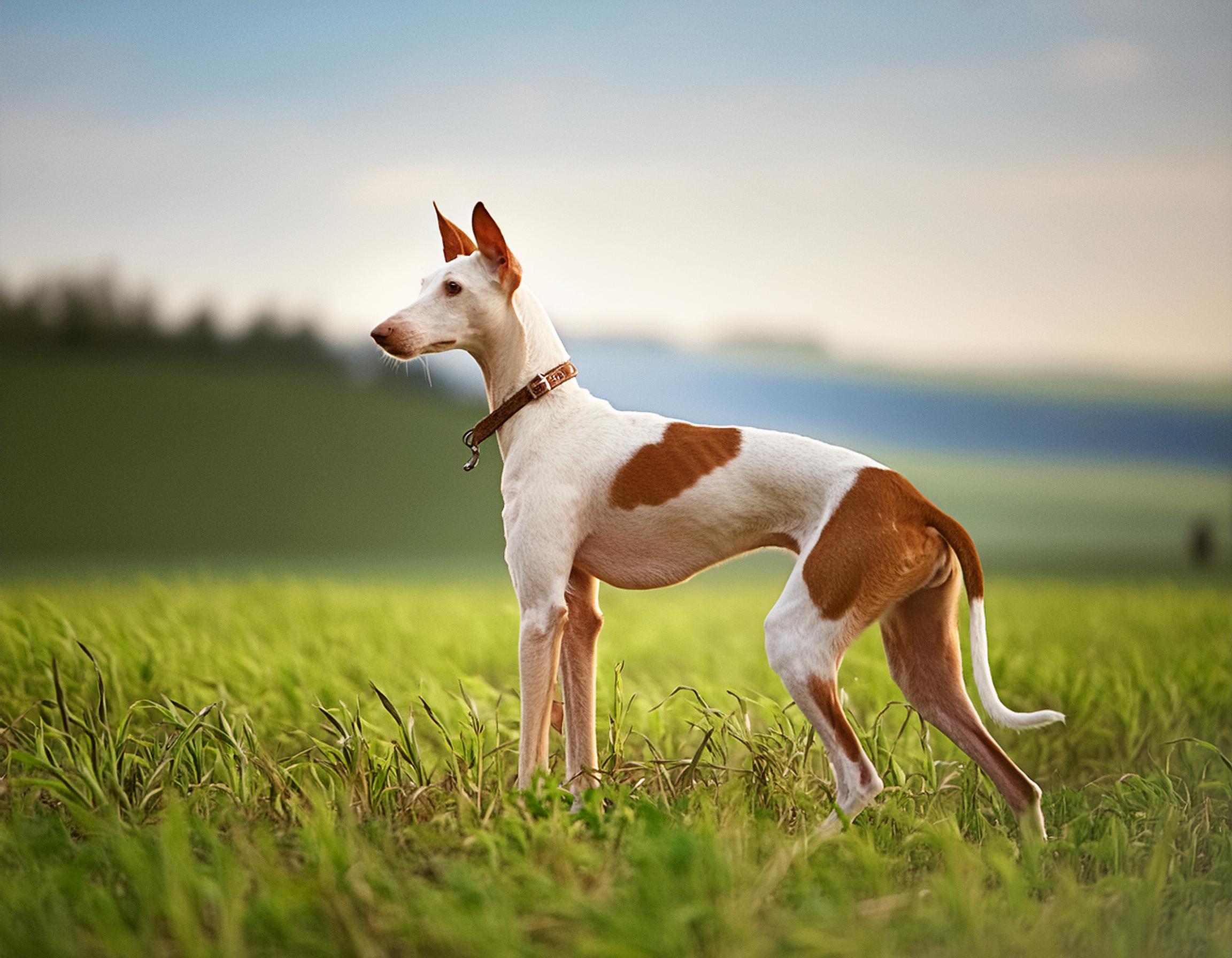 Podenco ibicenco