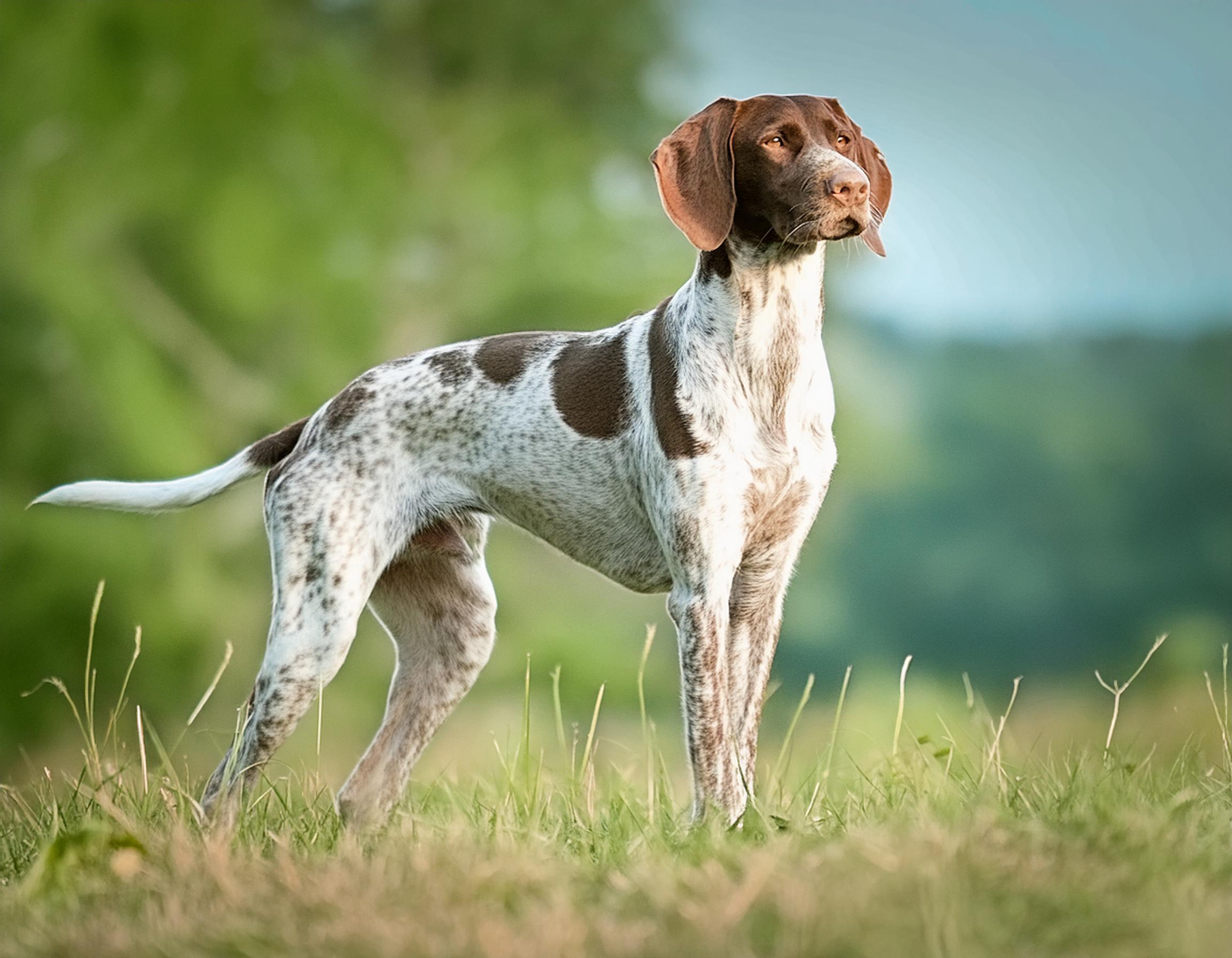 Pointer