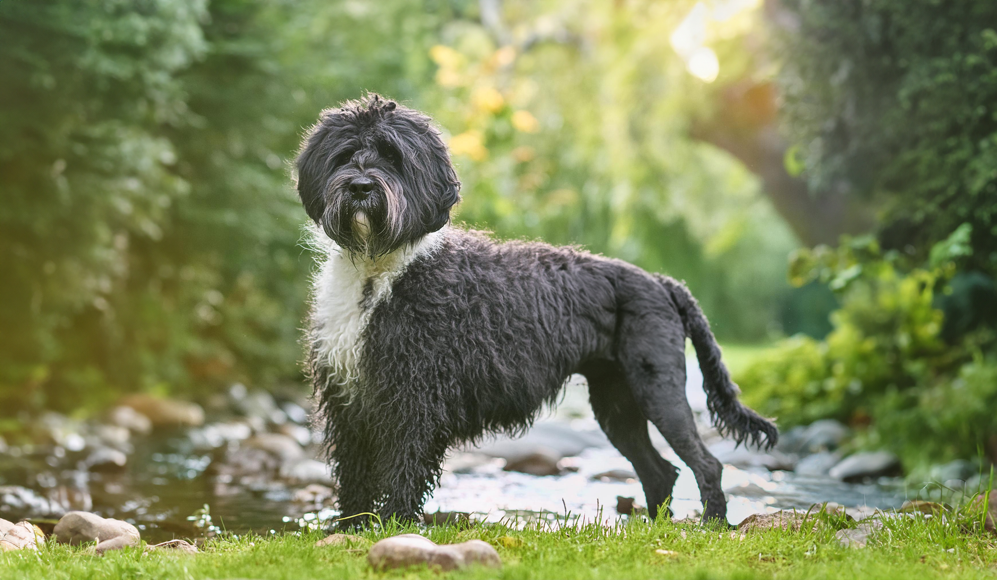 Portugisisk vattenhund