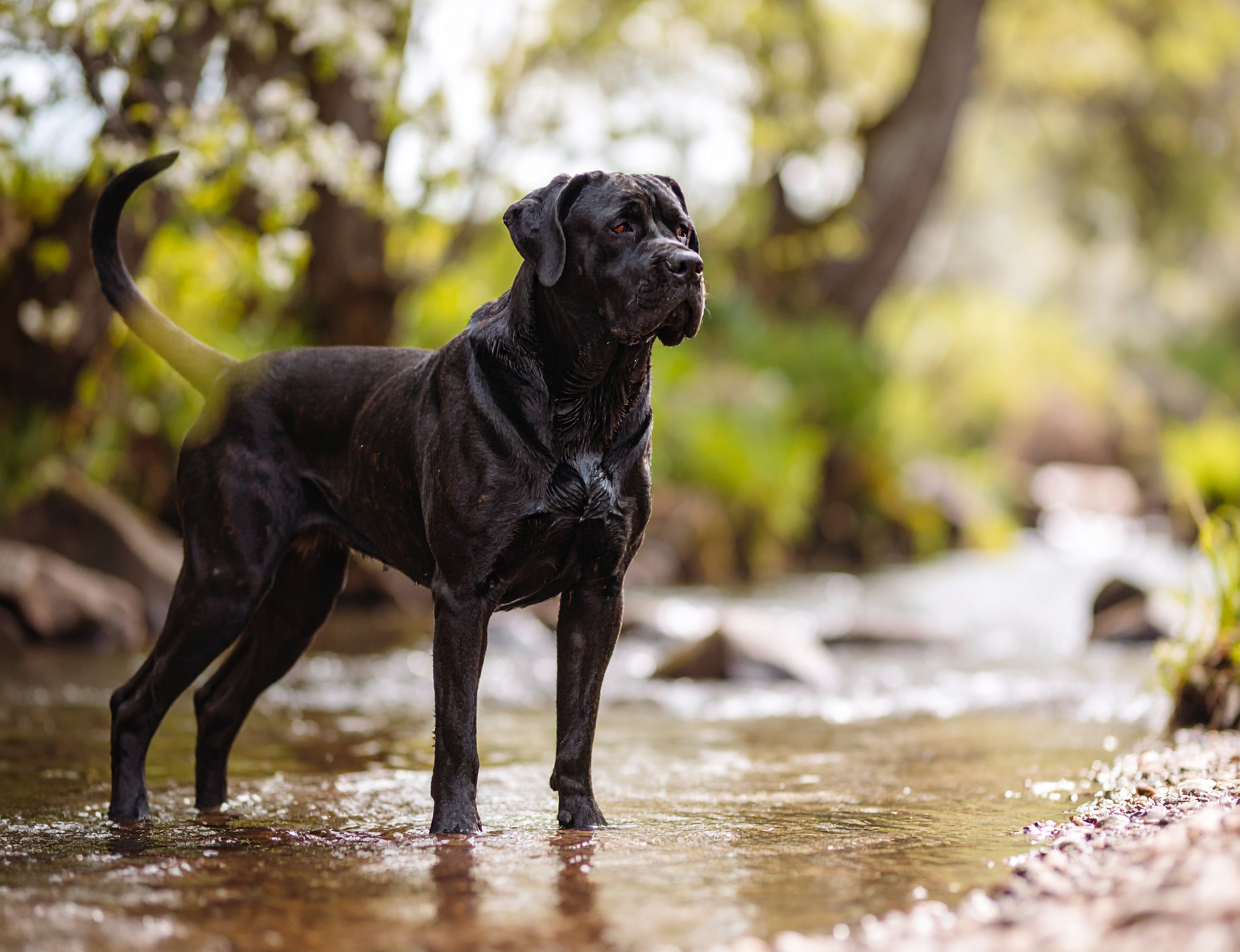 Presa canario