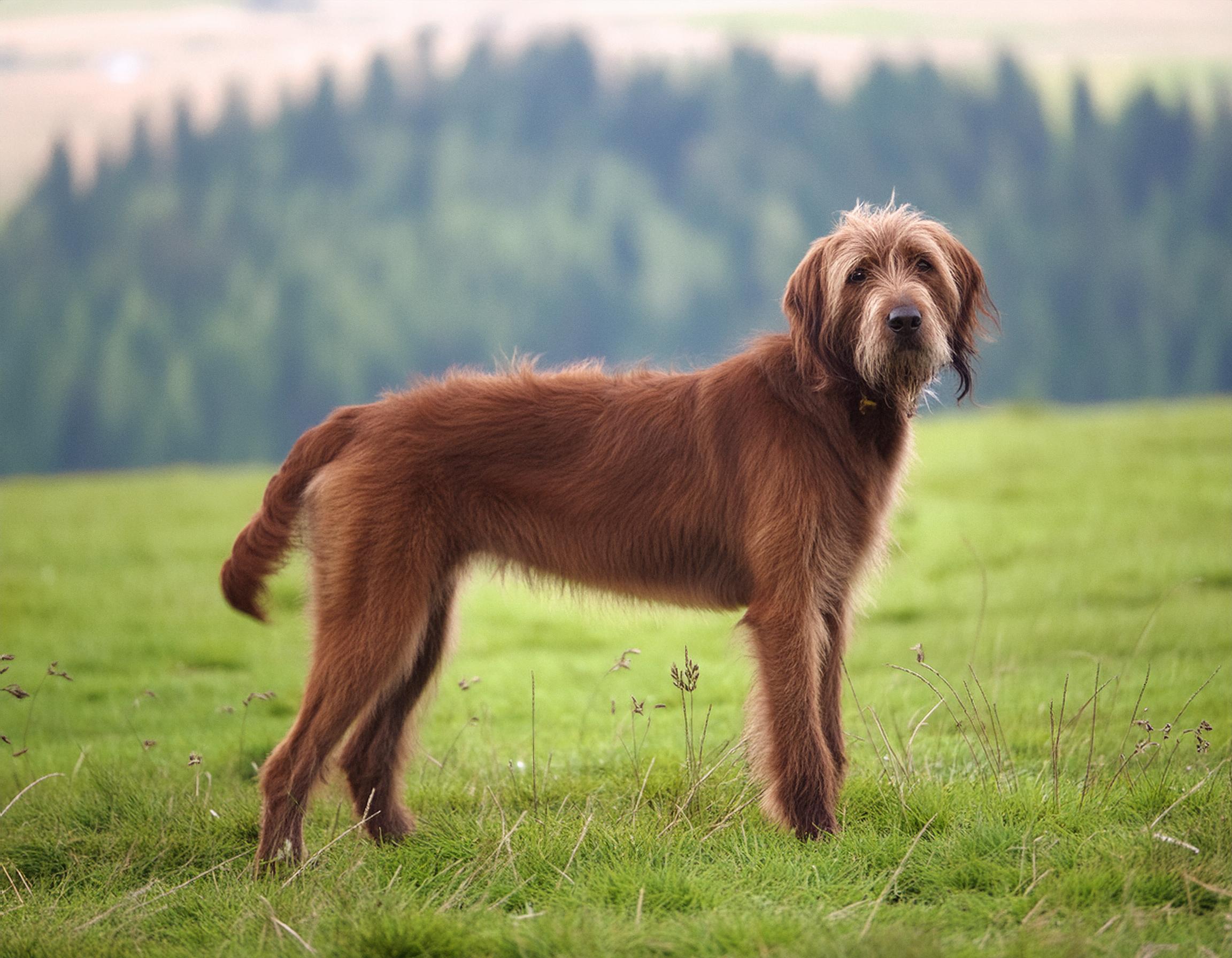 Pudelpointer