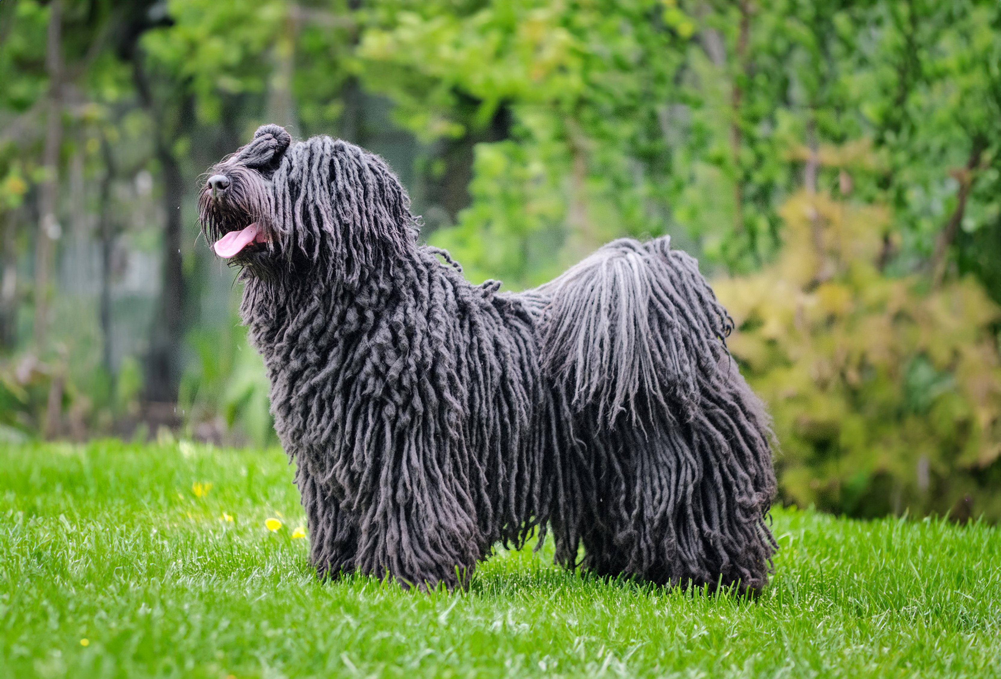 Puli