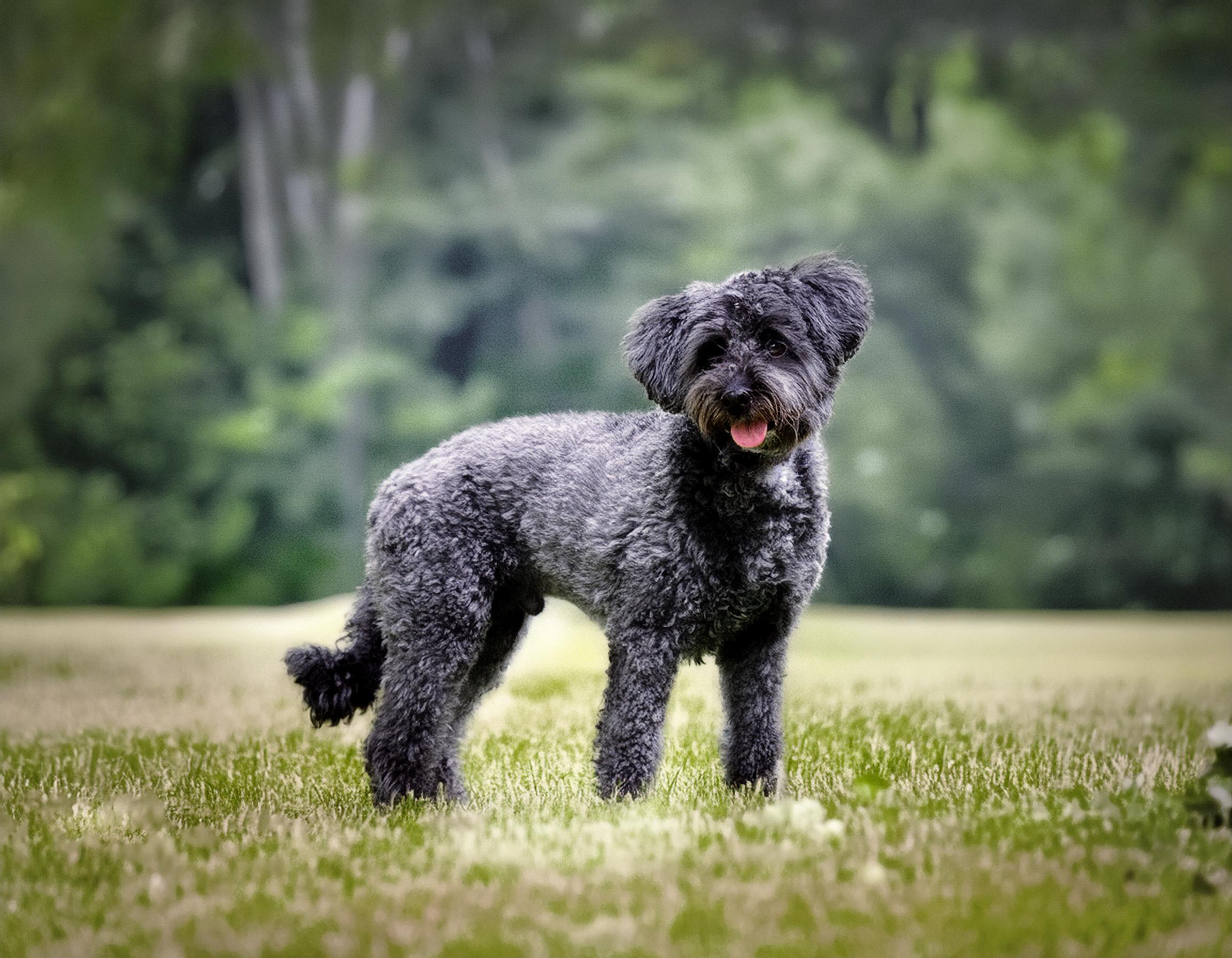 Pumi