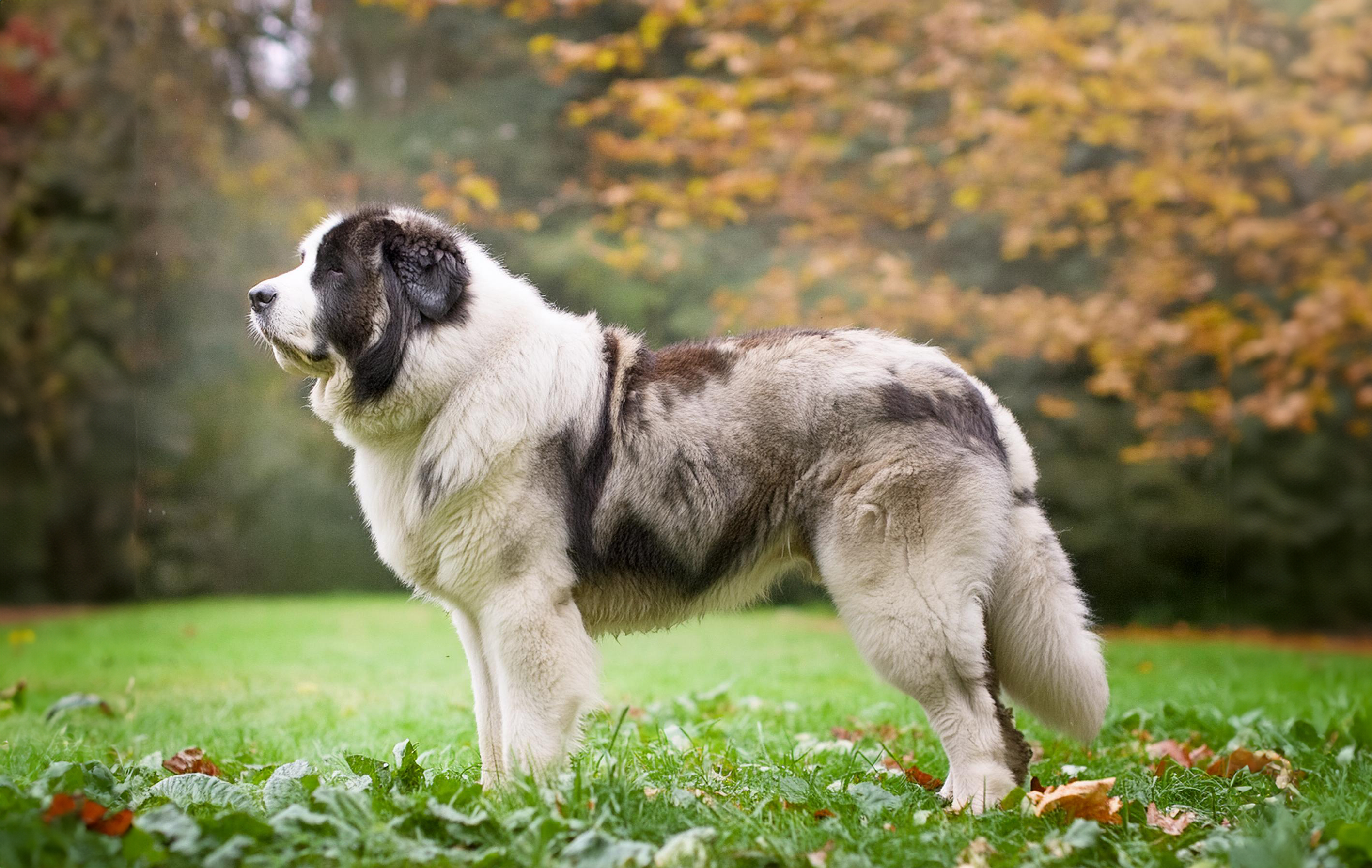 Pyreneisk mastiff