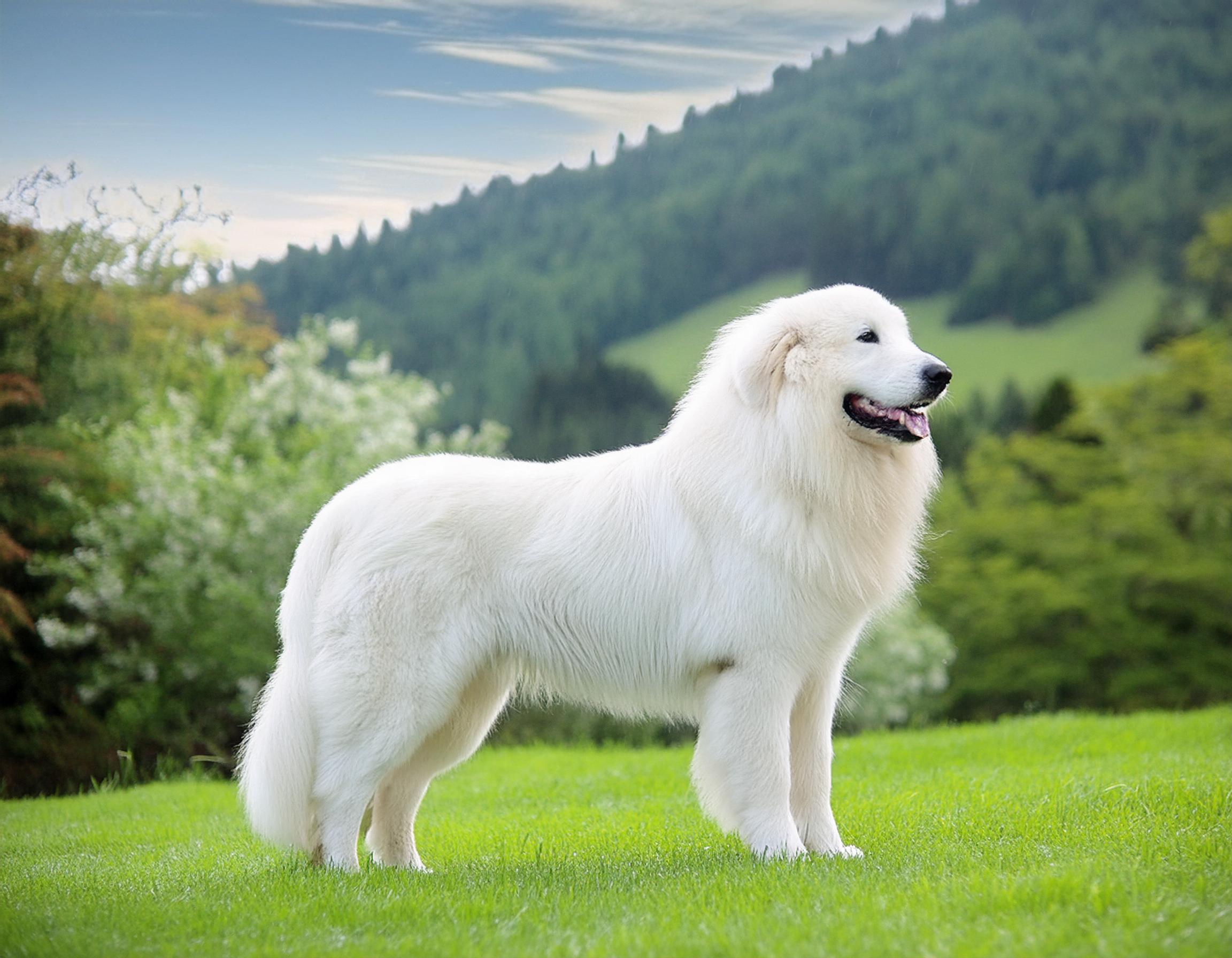 Pyrenéerhund