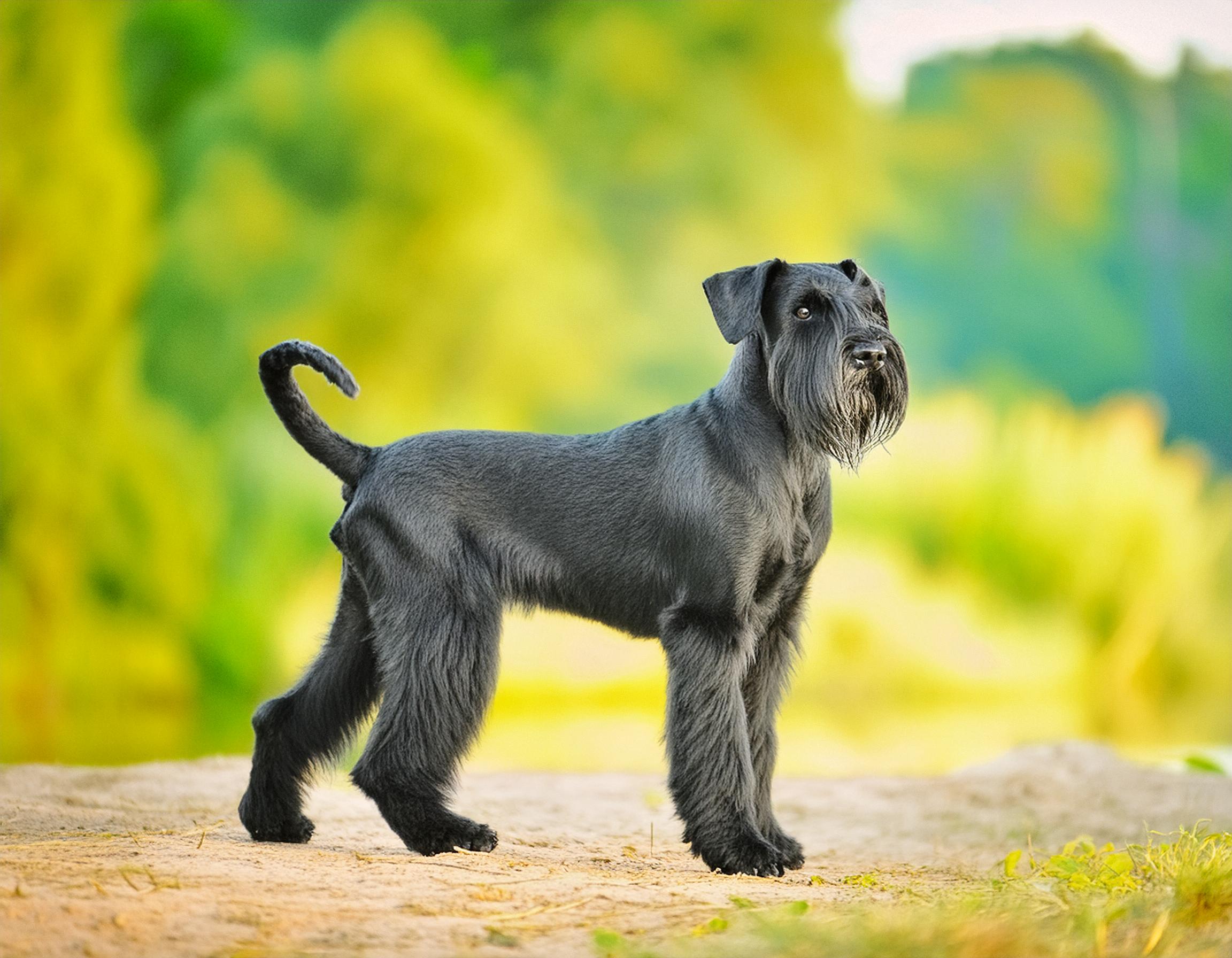 Riesenschnauzer