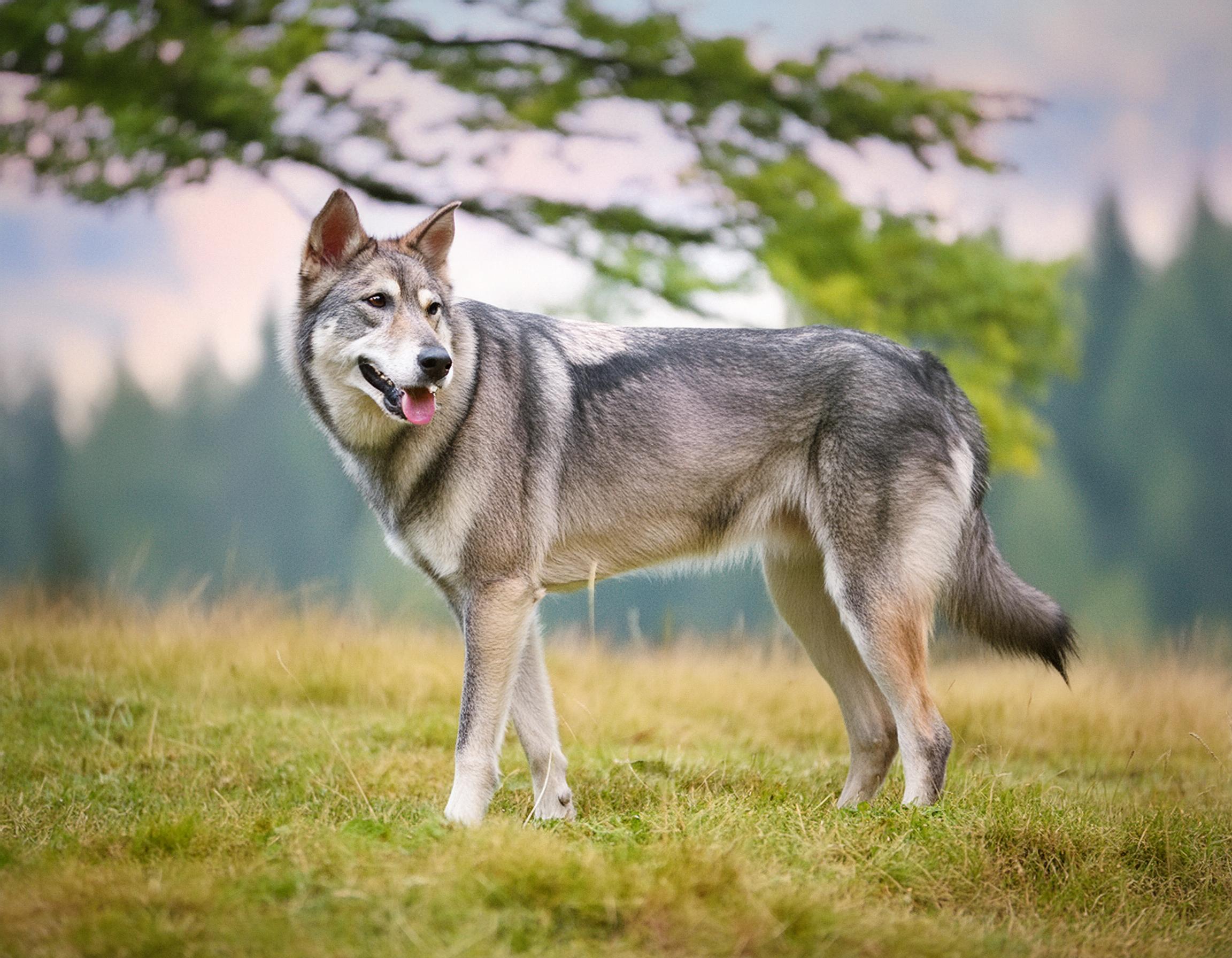 Saarloos wolfhond