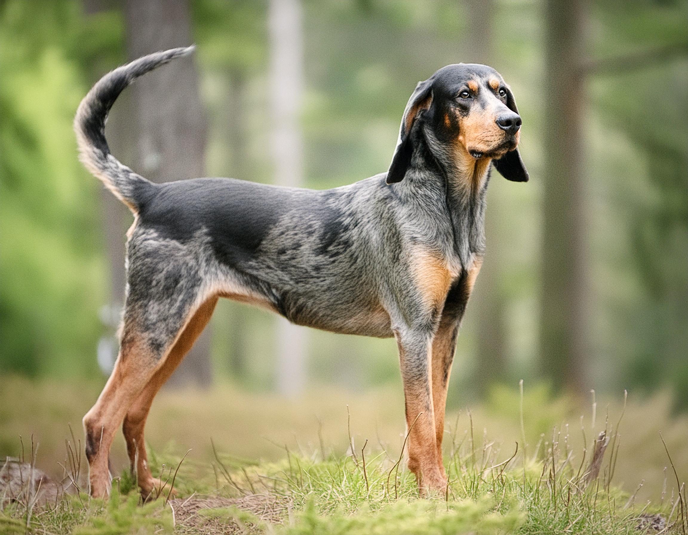 Schweizisk stövare/Luzerner