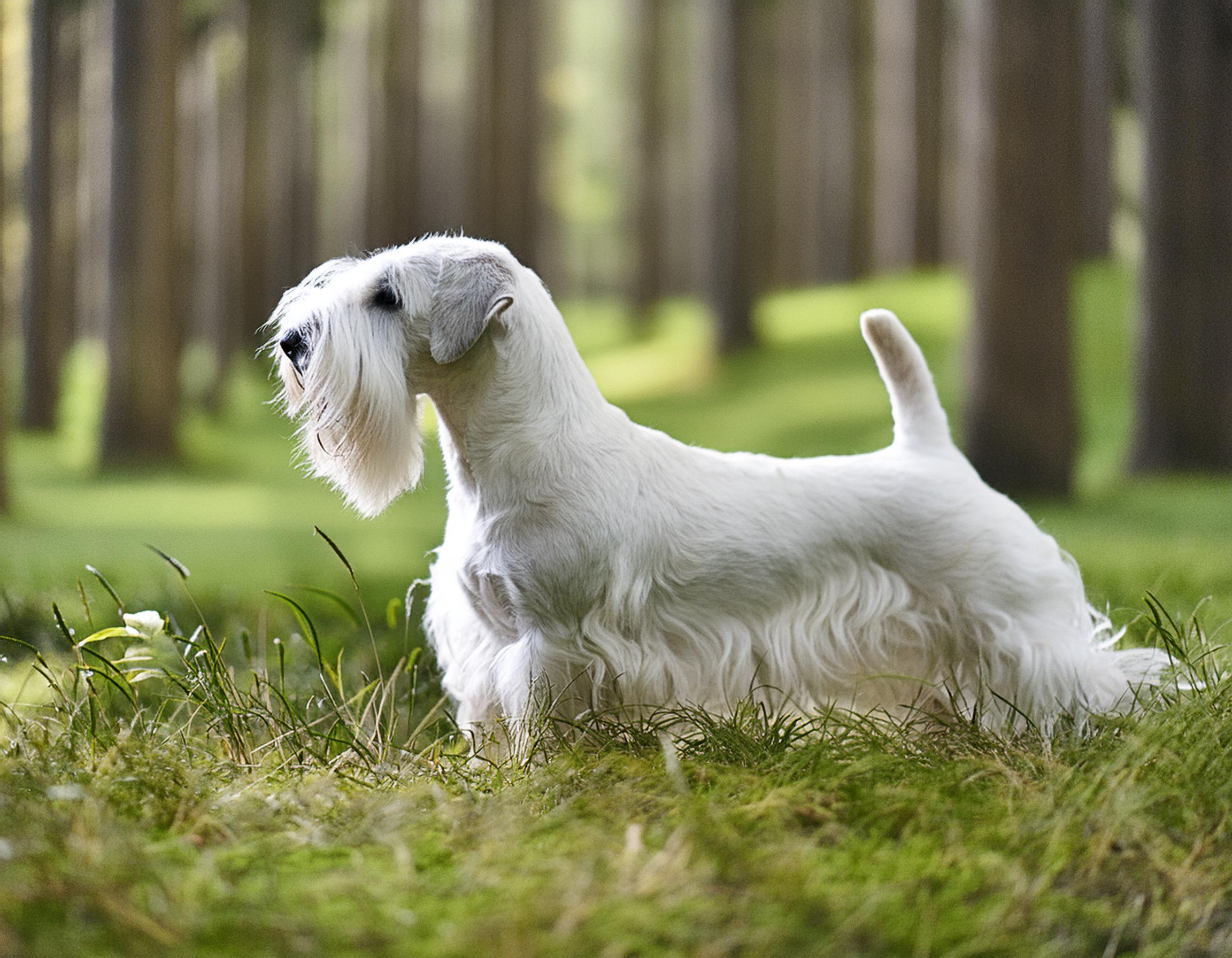 Sealyhamterrier