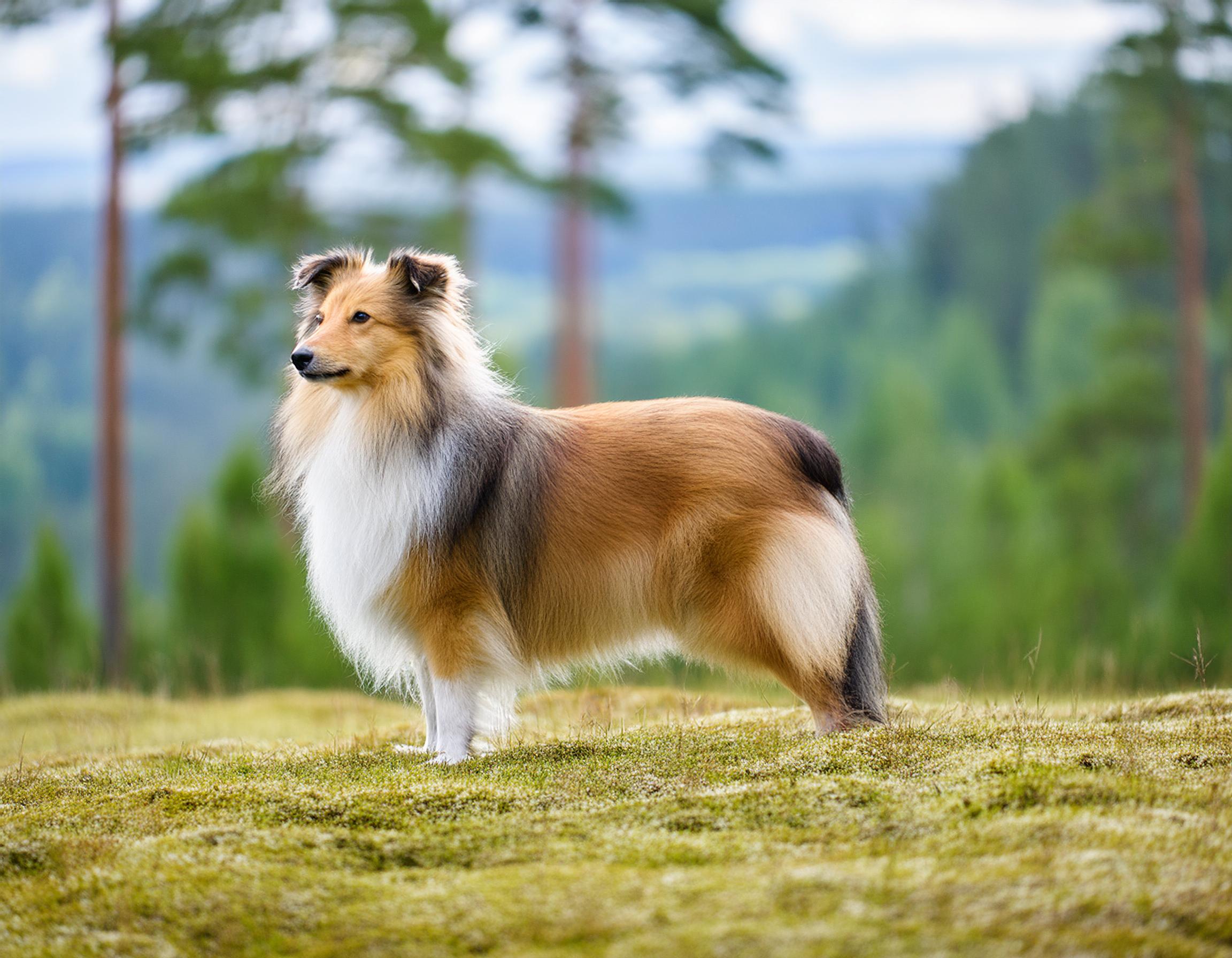 Shetland sheepdog