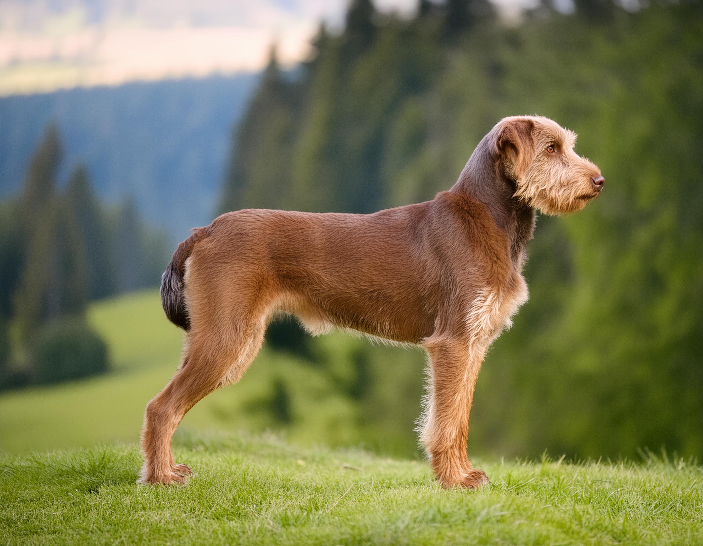 Spinone